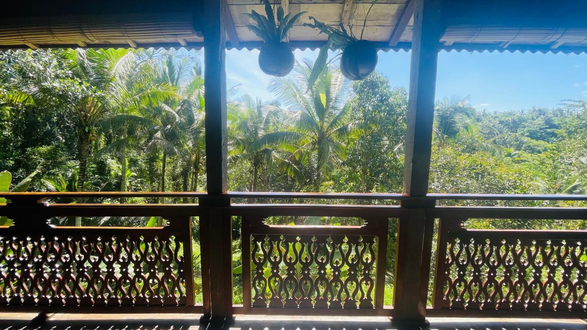 Jungle With Panoramic View