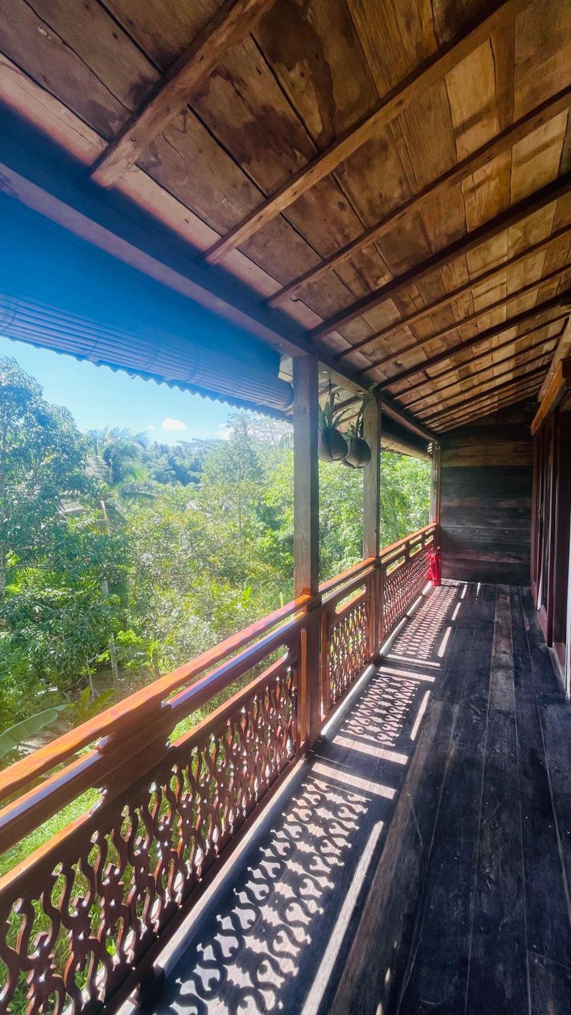 Jungle With Panoramic View