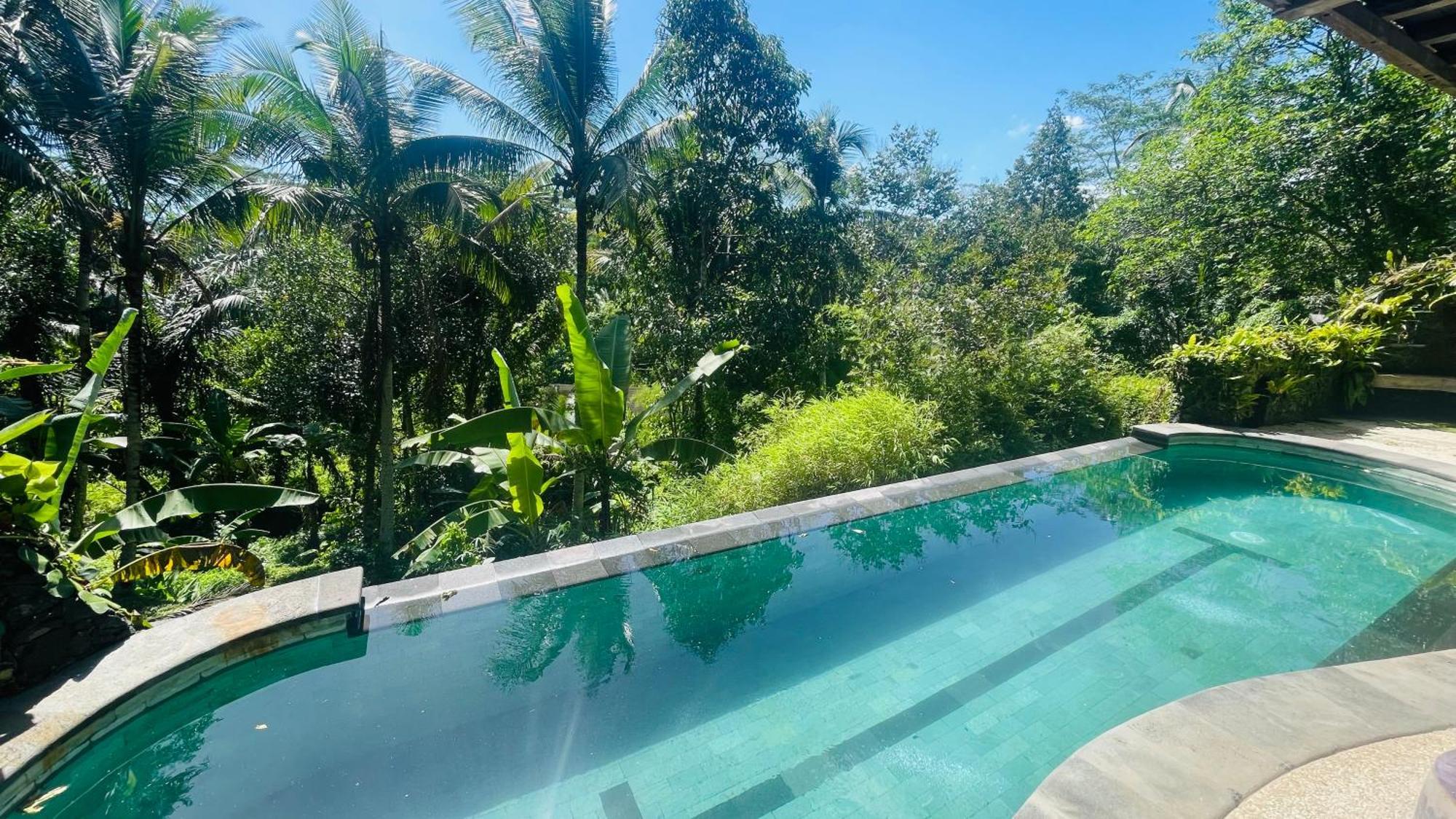 Jungle With Panoramic View