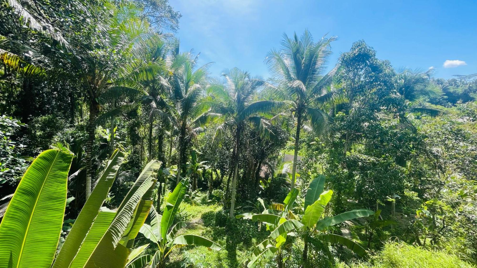 Homestay Jungle With Panoramic View