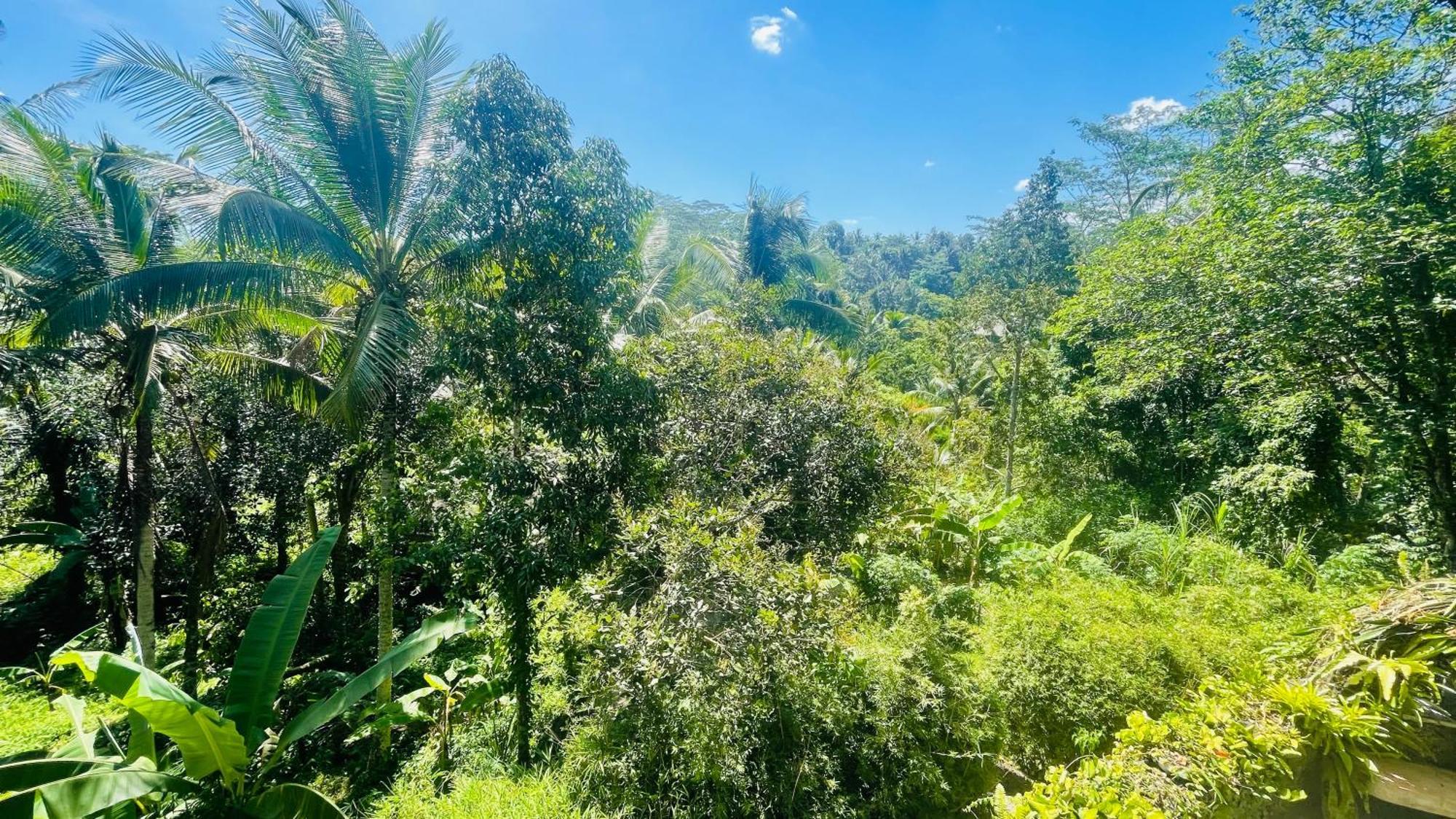 Jungle With Panoramic View Homestay Ubud (Bali)