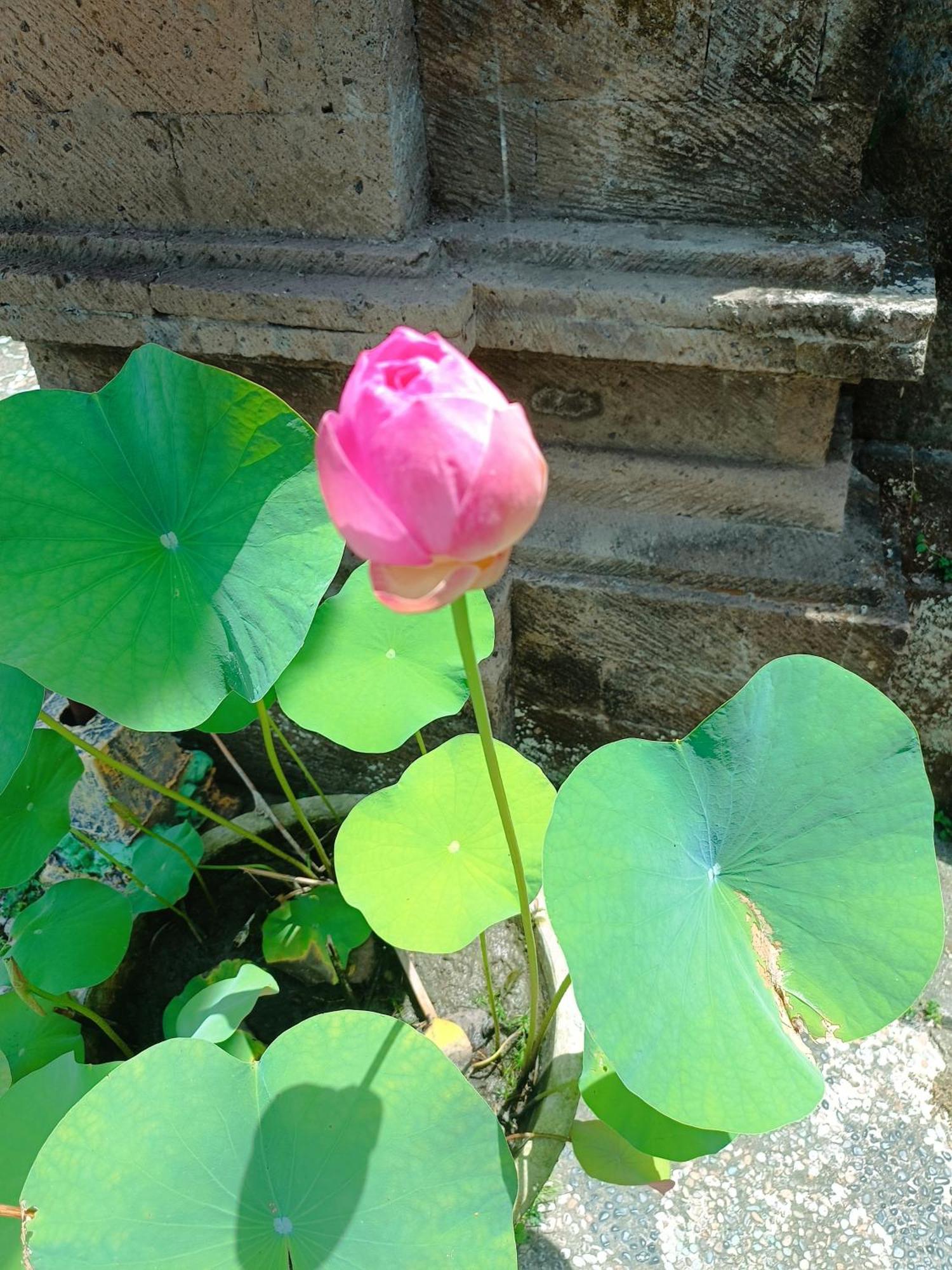 Mandala Blu Wellness * Ubud