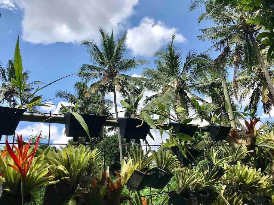 Rumah Taman 3* Ubud (Bali)