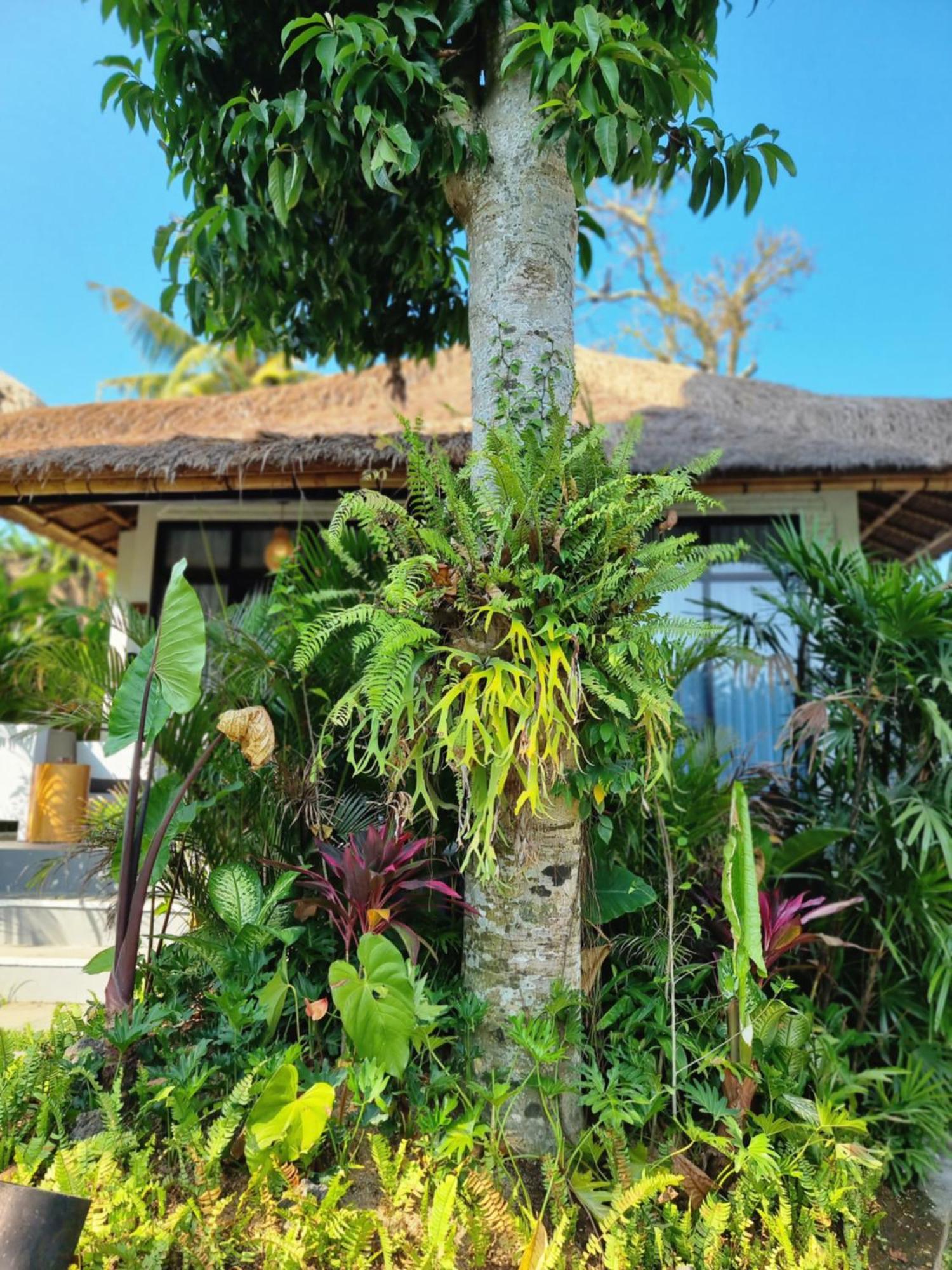 Dedari 4* Ubud (Bali)