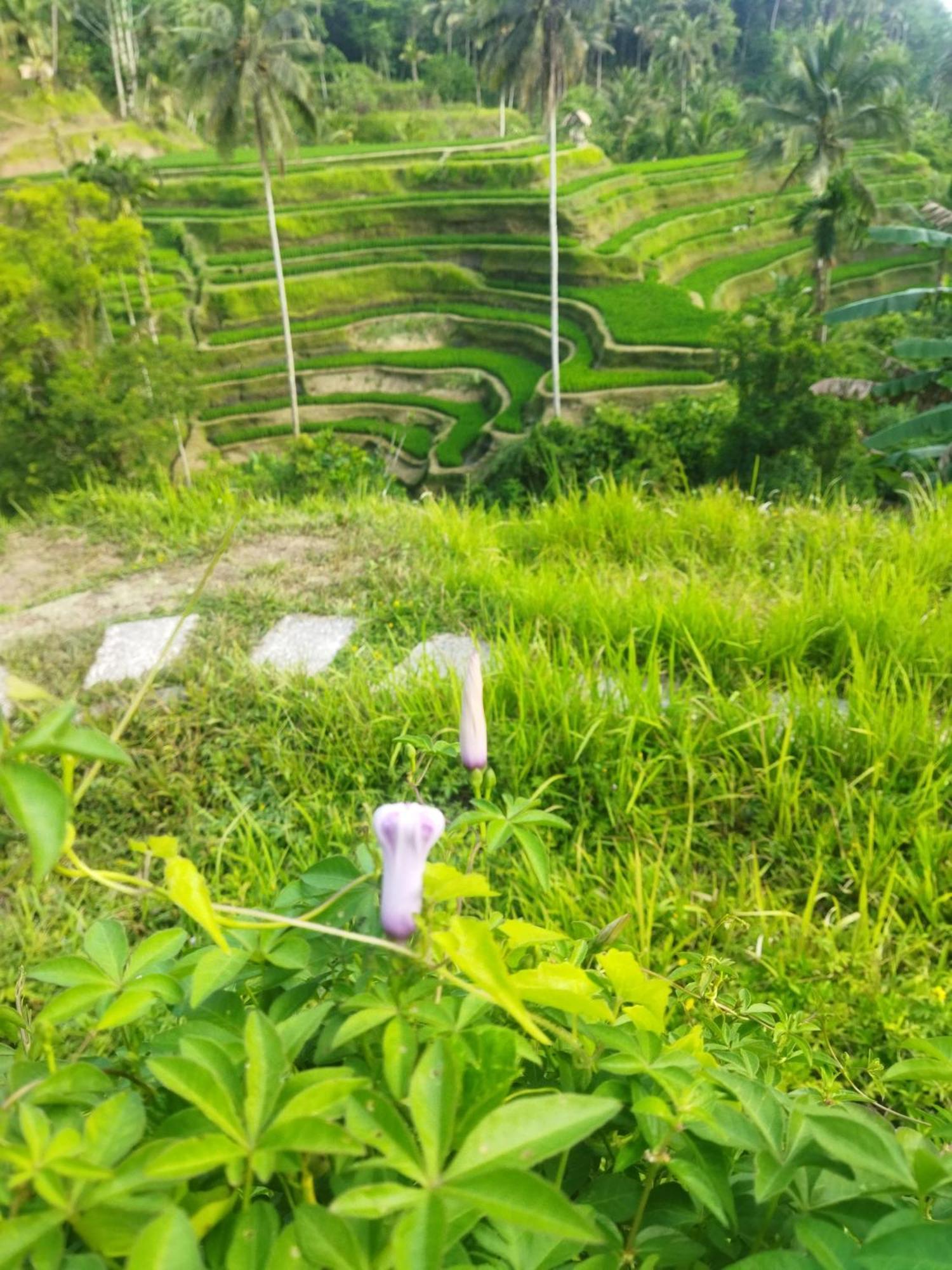 Wisma tamu Wahwik's House Ubud (Bali)