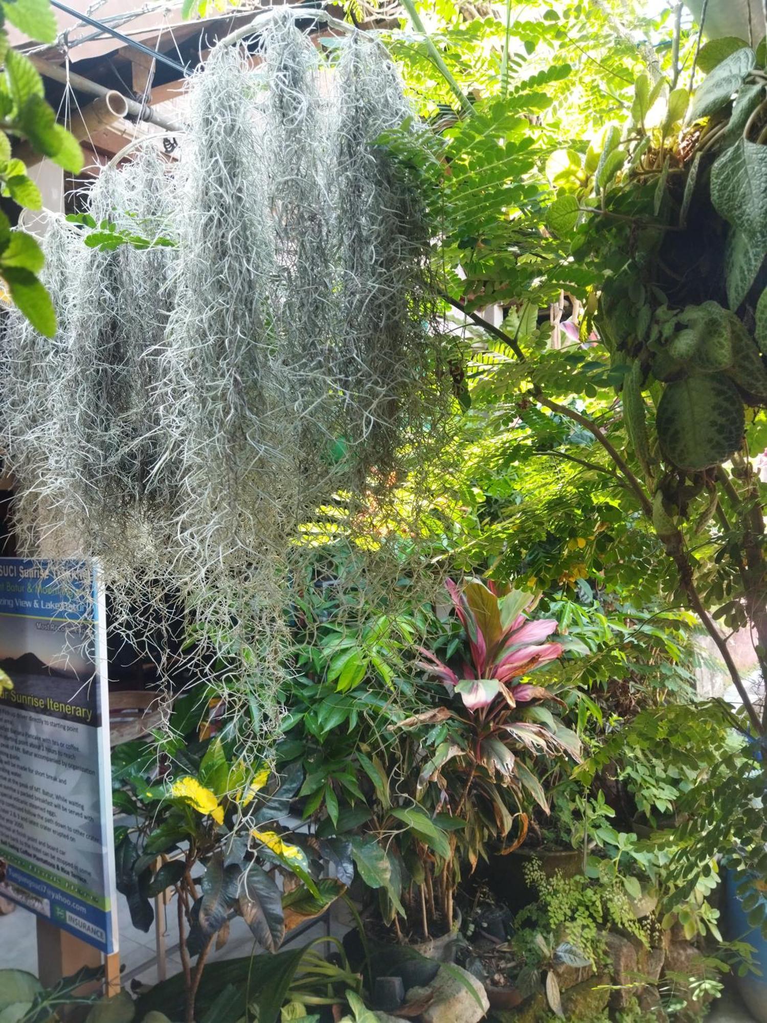 Wisma tamu Wahwik's House Ubud (Bali)