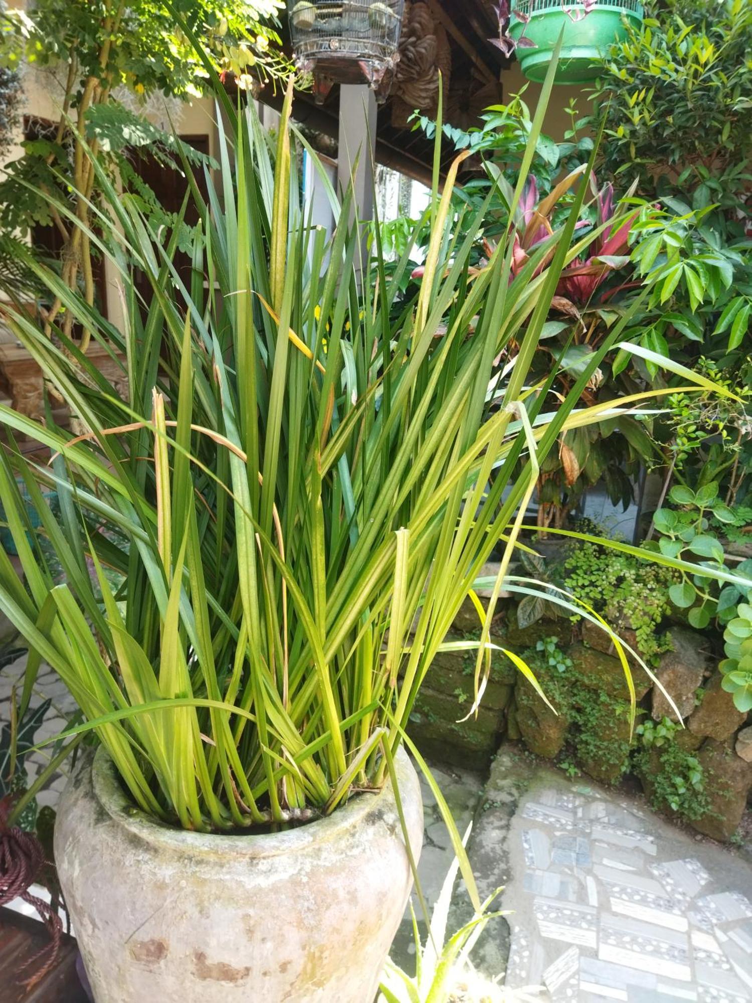 Wahwik's House Ubud (Bali)