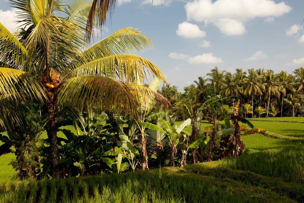 Puri Bebengan Guest house Ubud (Bali)