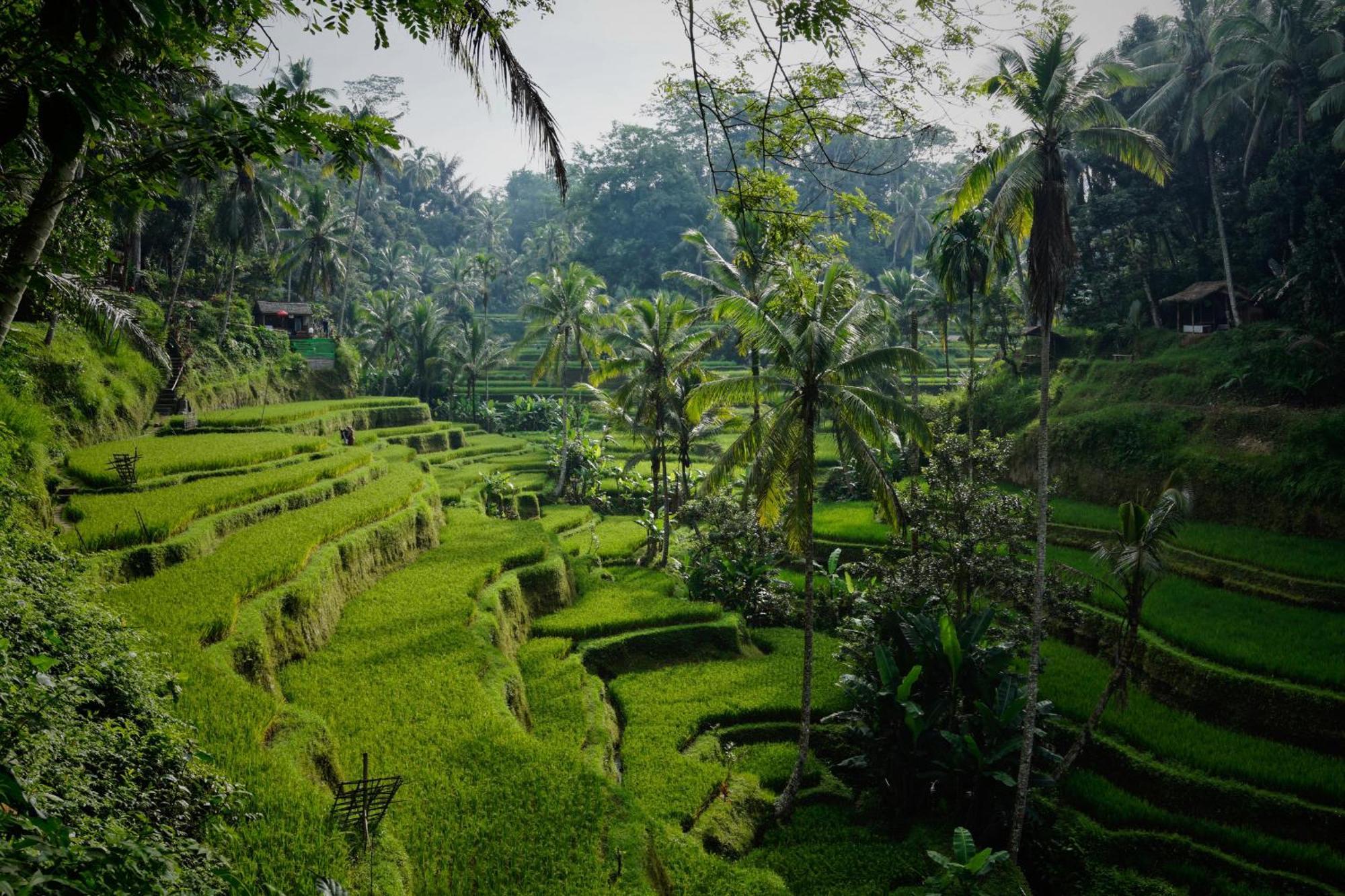 Amorgos Ii Ubud