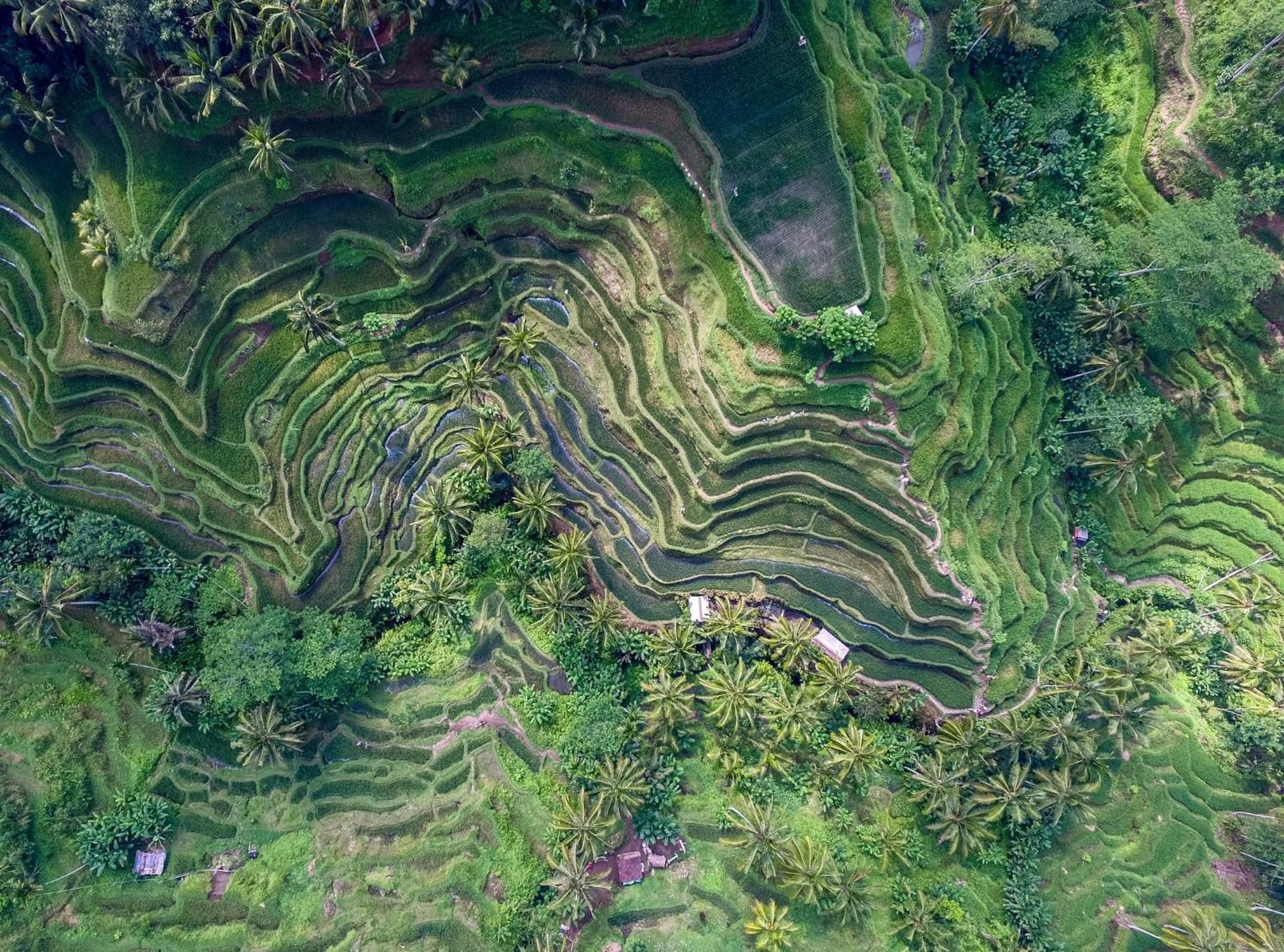 Oia Ubud