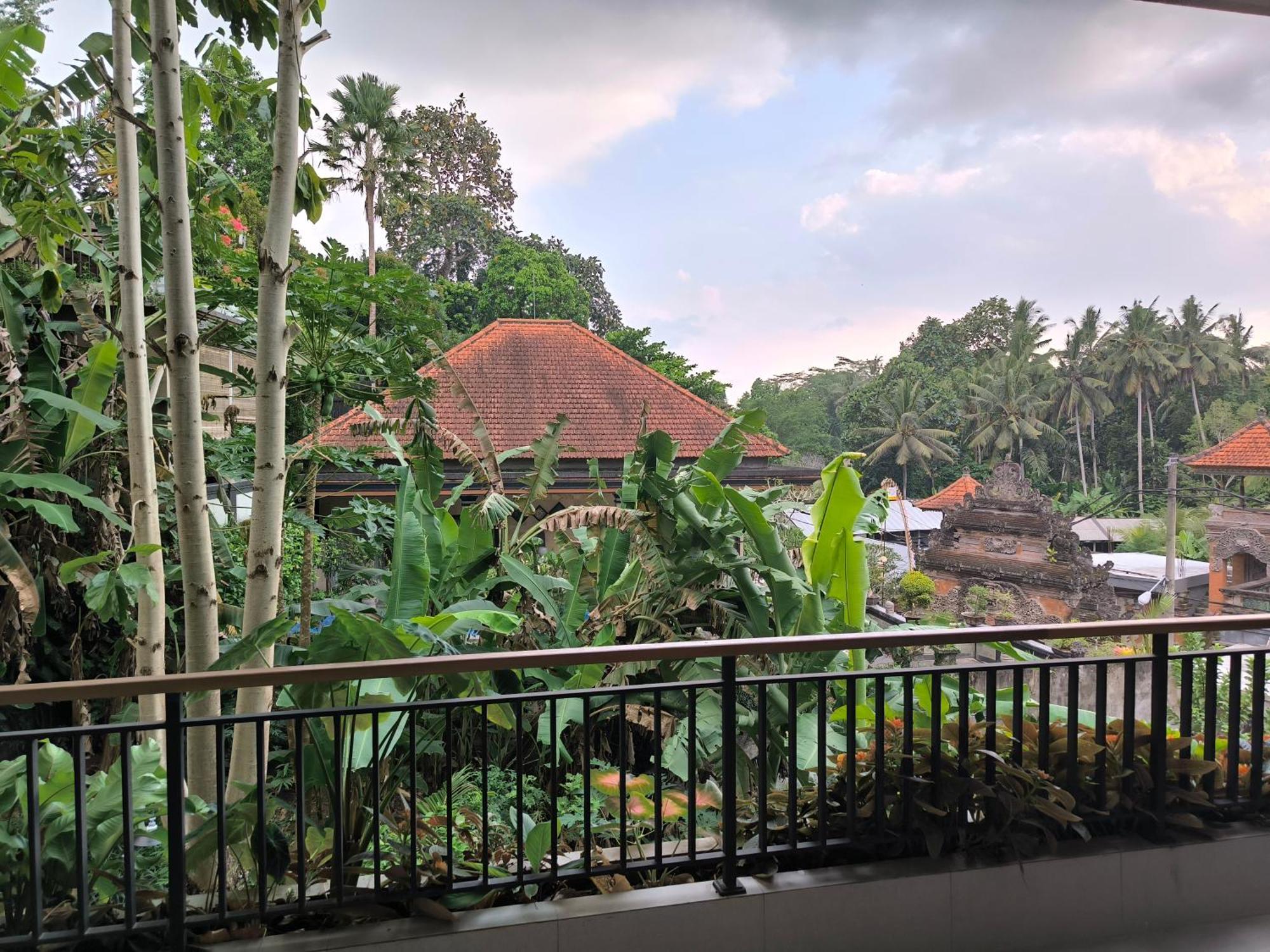 Bambu *