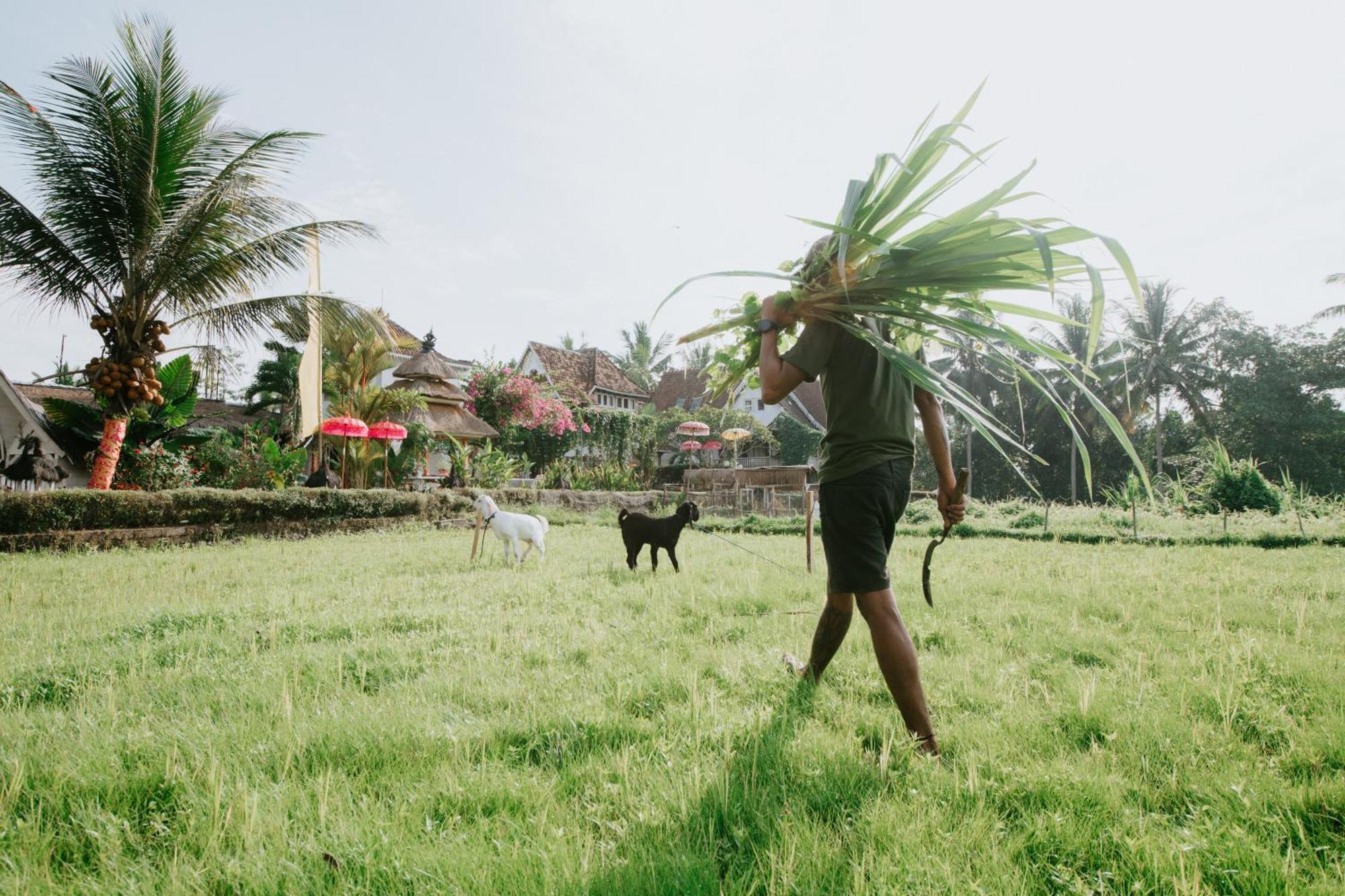 Guest house The Rice Joglo Eco-stay