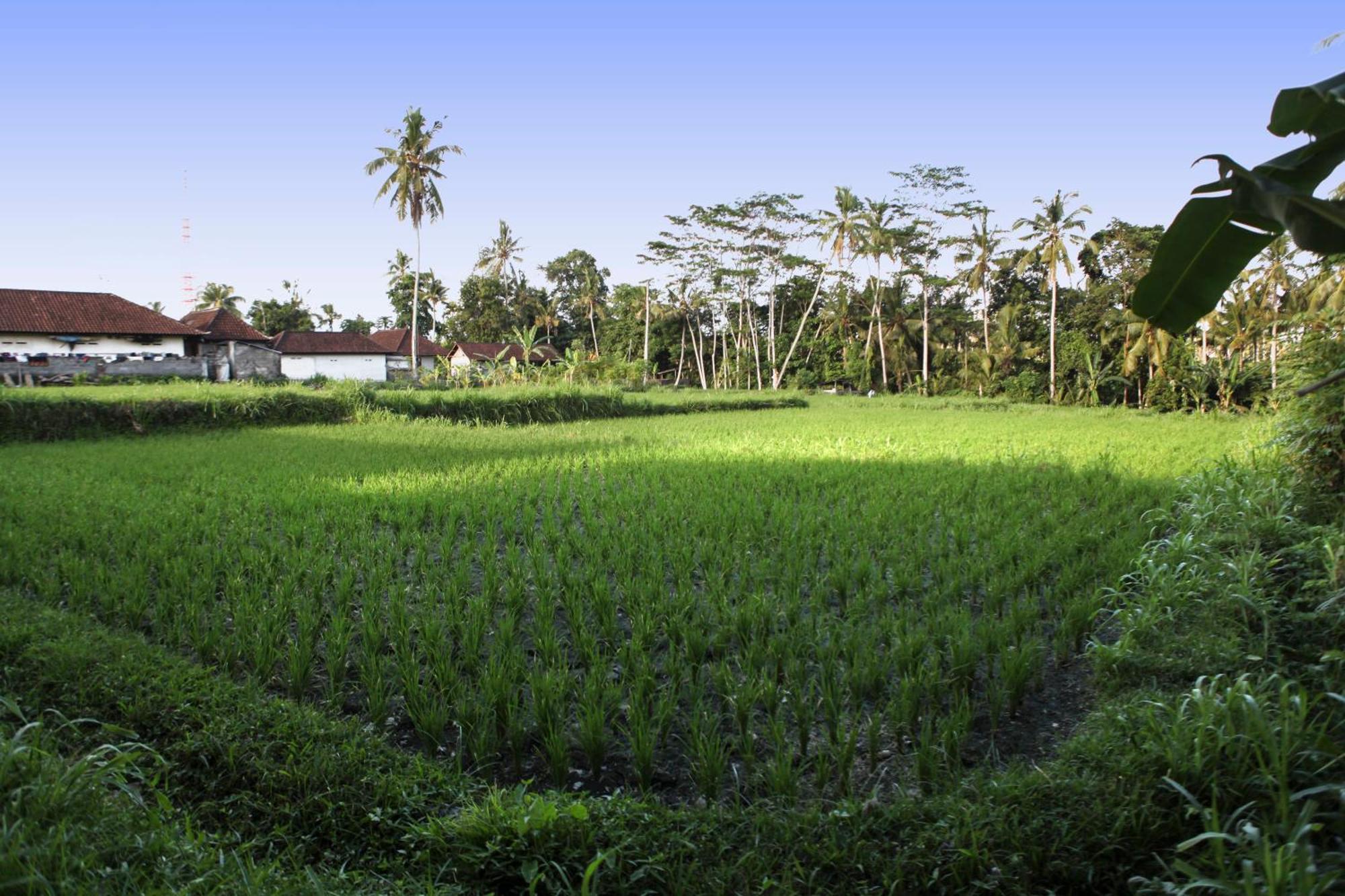 Bali Sunshine And Art Gallery Privatunterkunft *