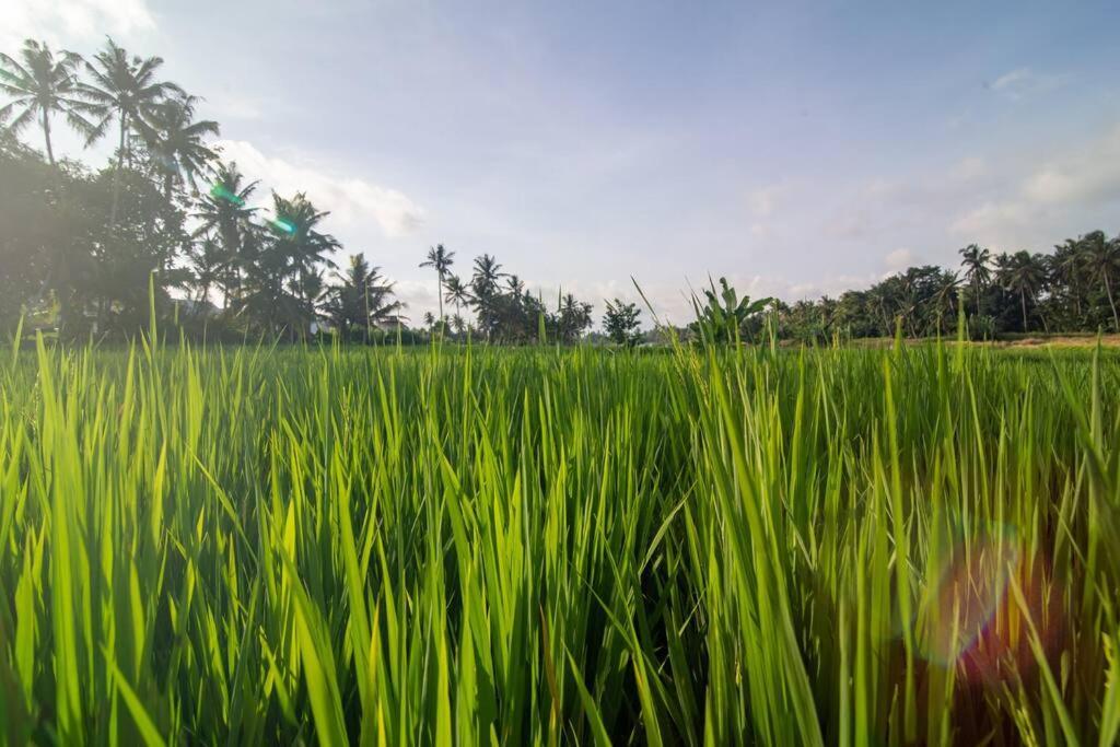 Dewi 3 * Ubud (Bali)