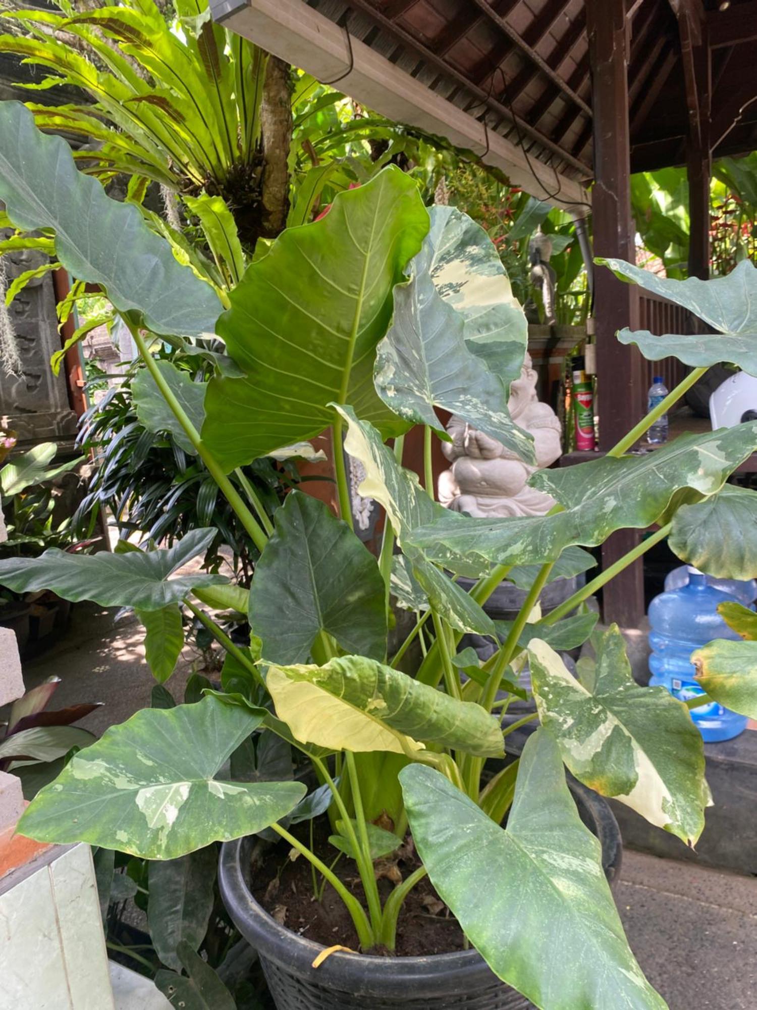 Suryadina Guest house Ubud (Bali)
