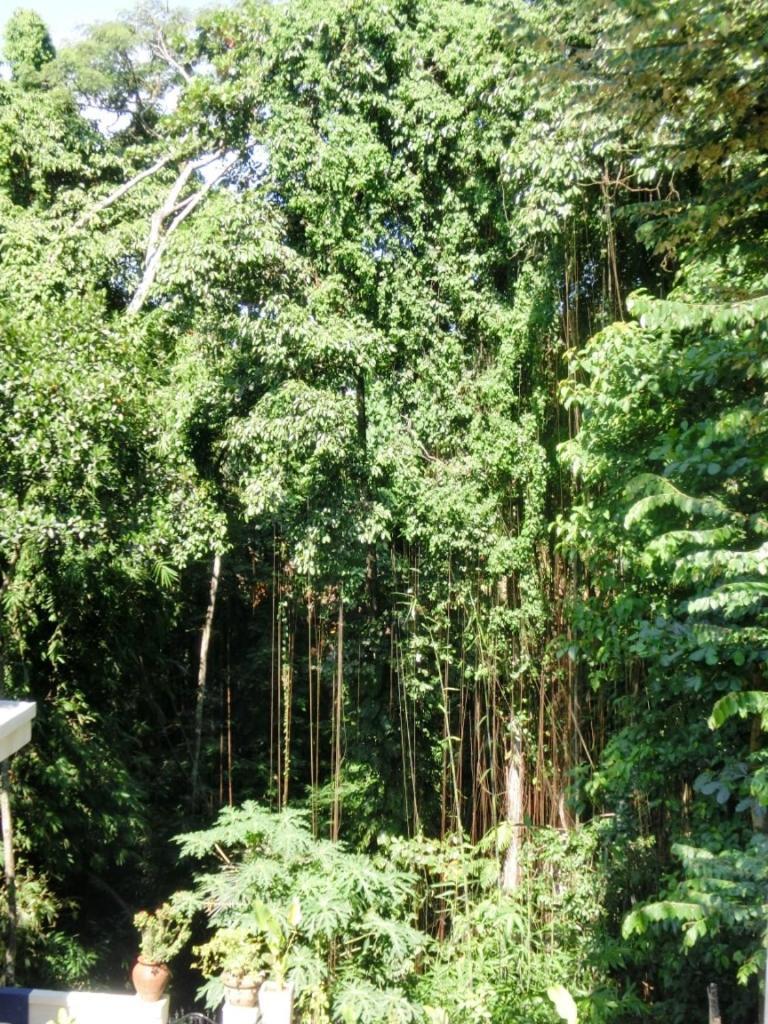 Latugu Guest house Ubud (Bali)