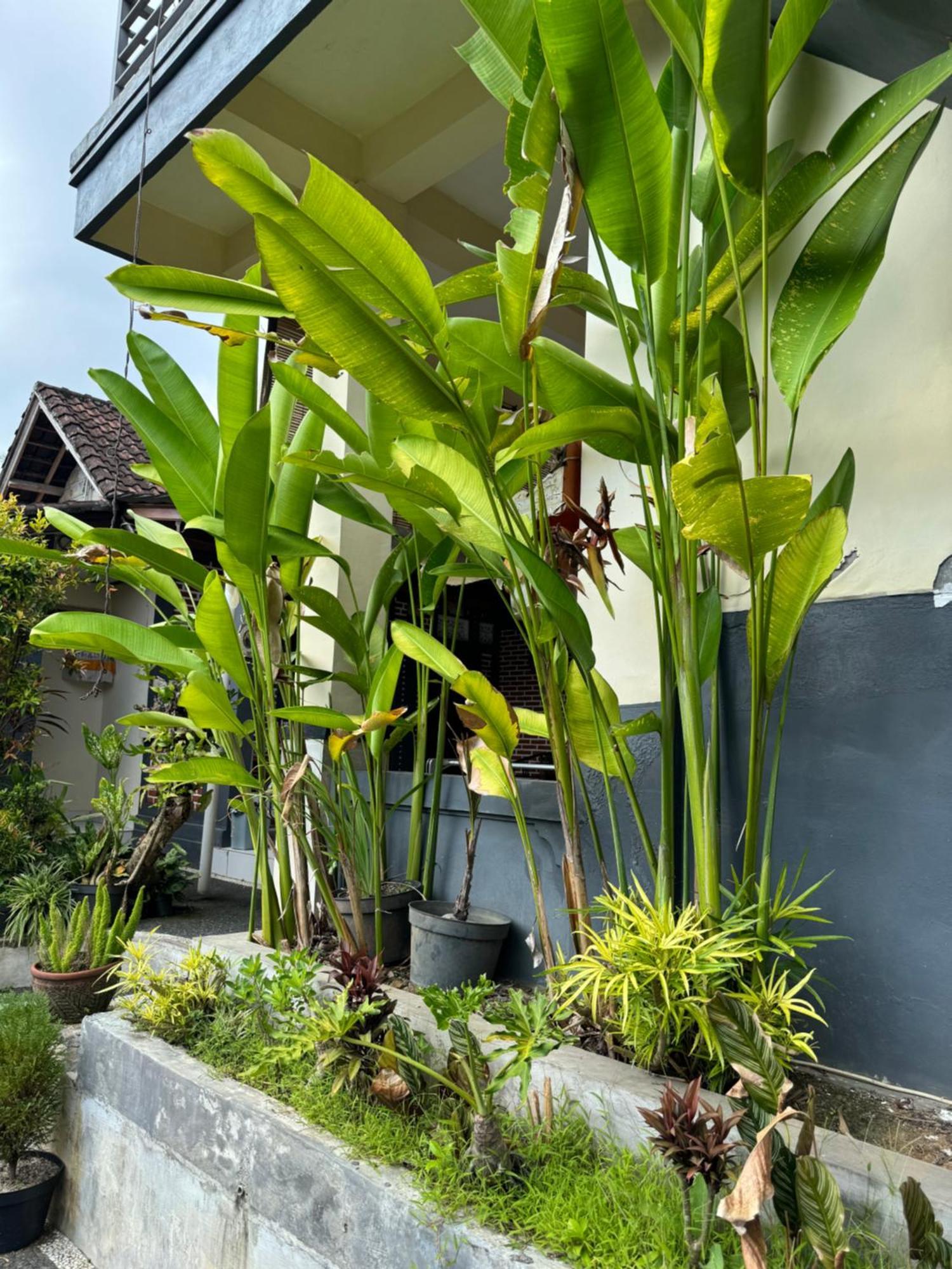 Rama Homestay *