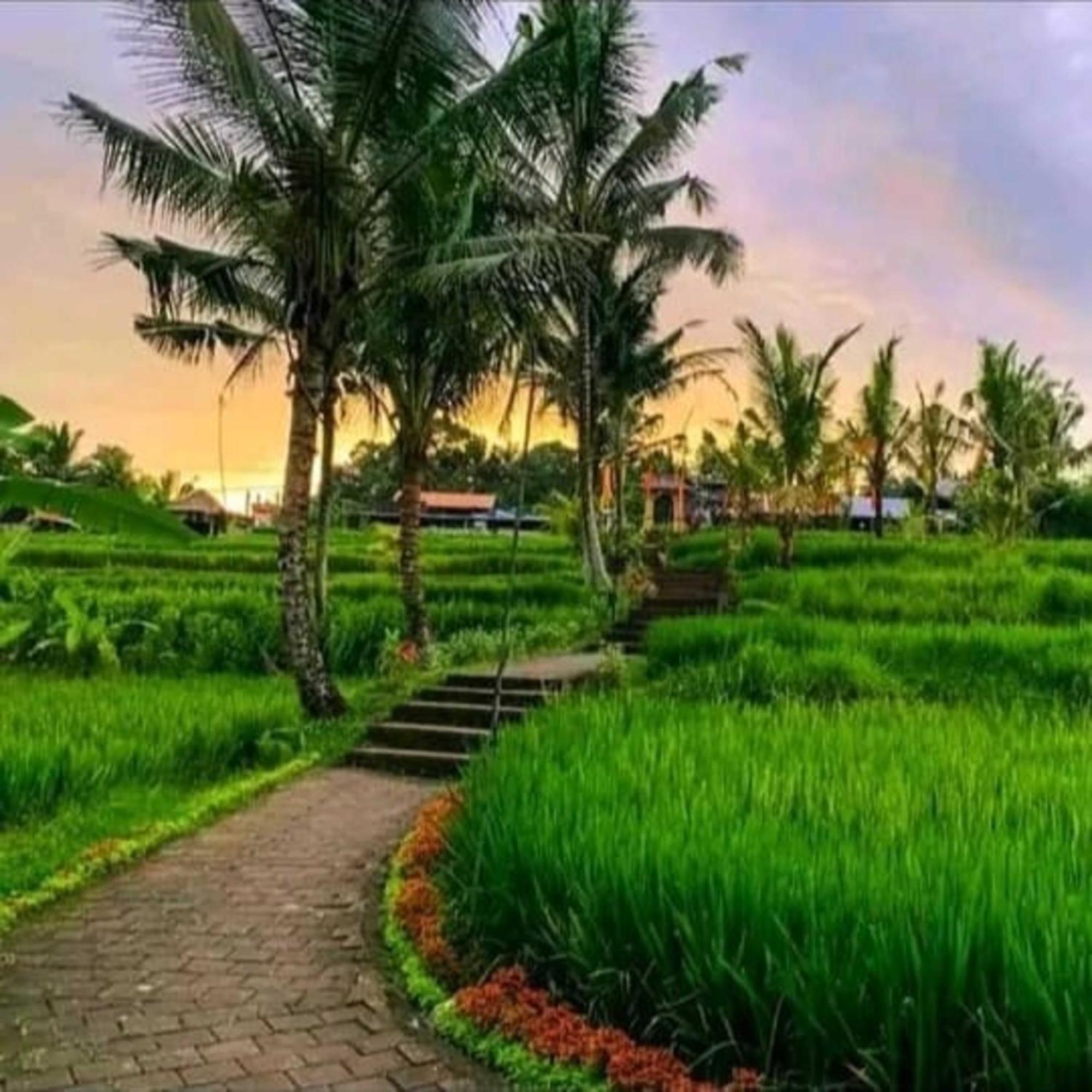 Kungkang 2 Ubud