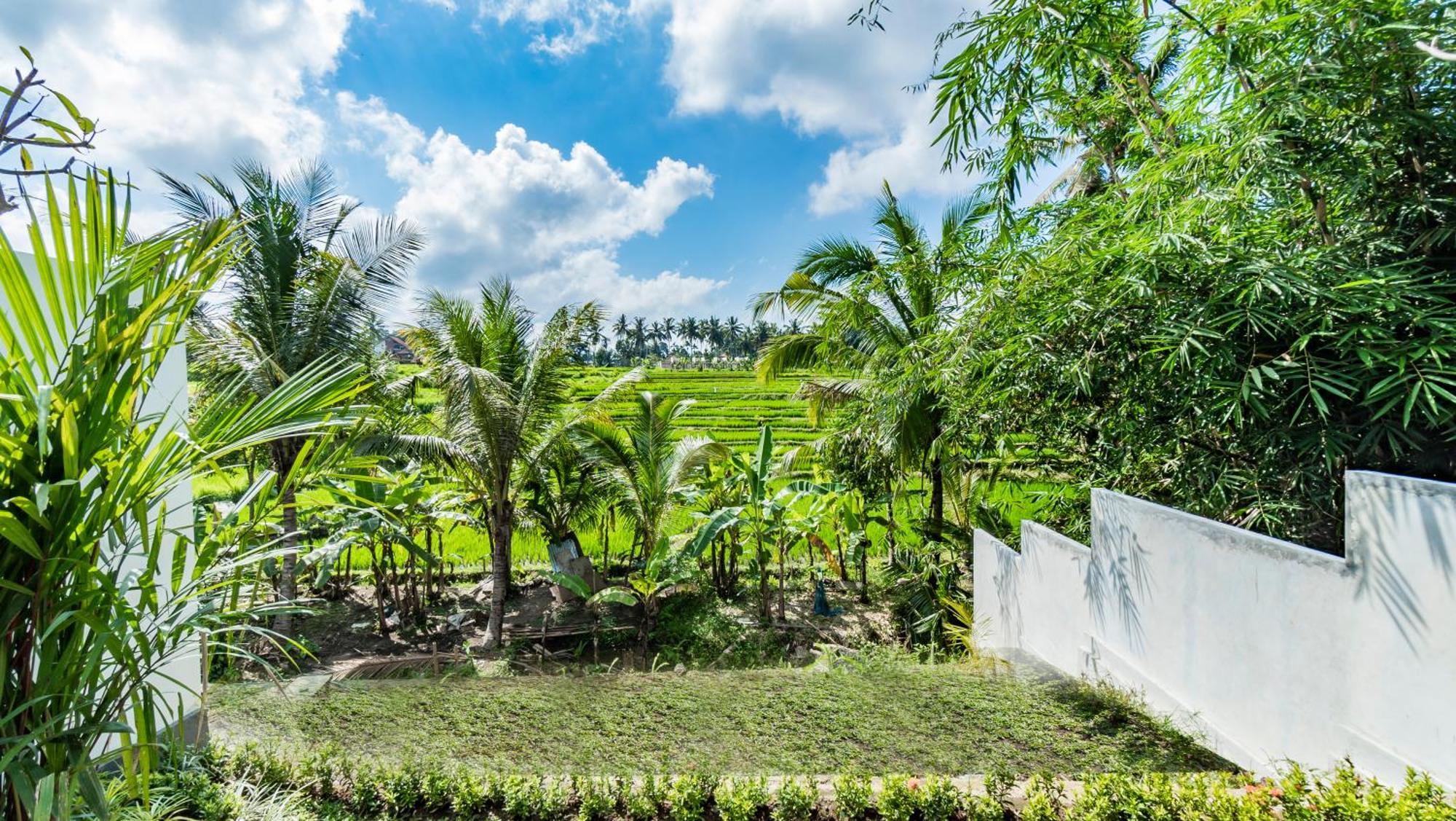 Padi Luwih * Ubud (Bali)