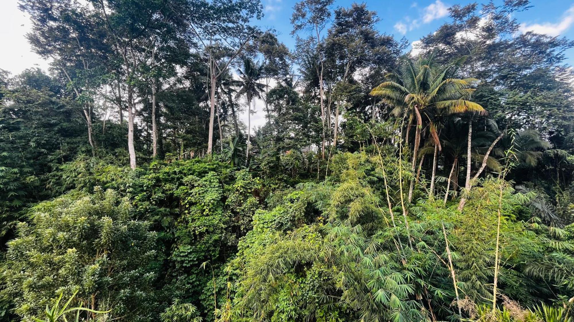 Nadiya Jungle Holiday home Ubud (Bali)