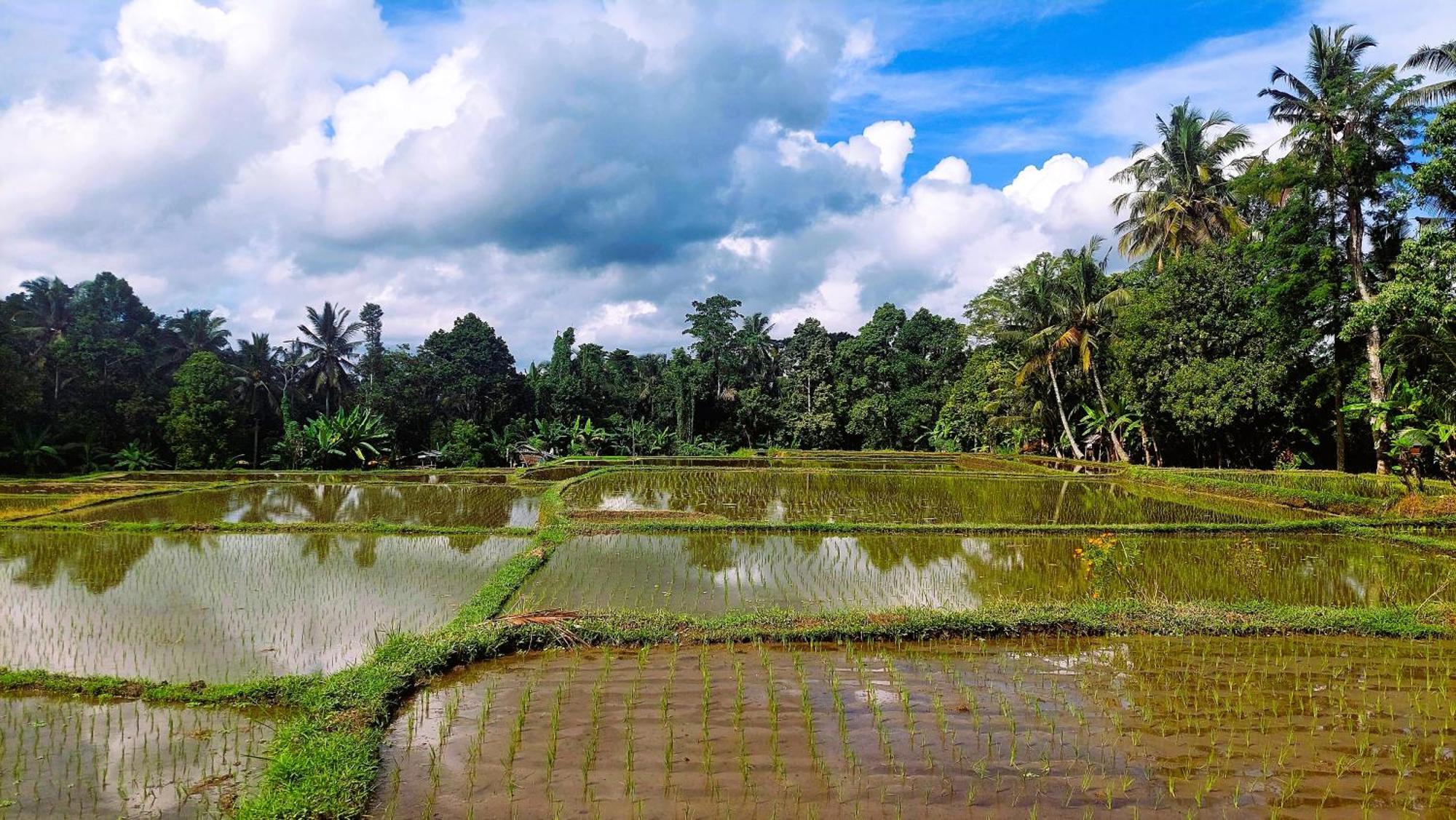 Taman Eden *