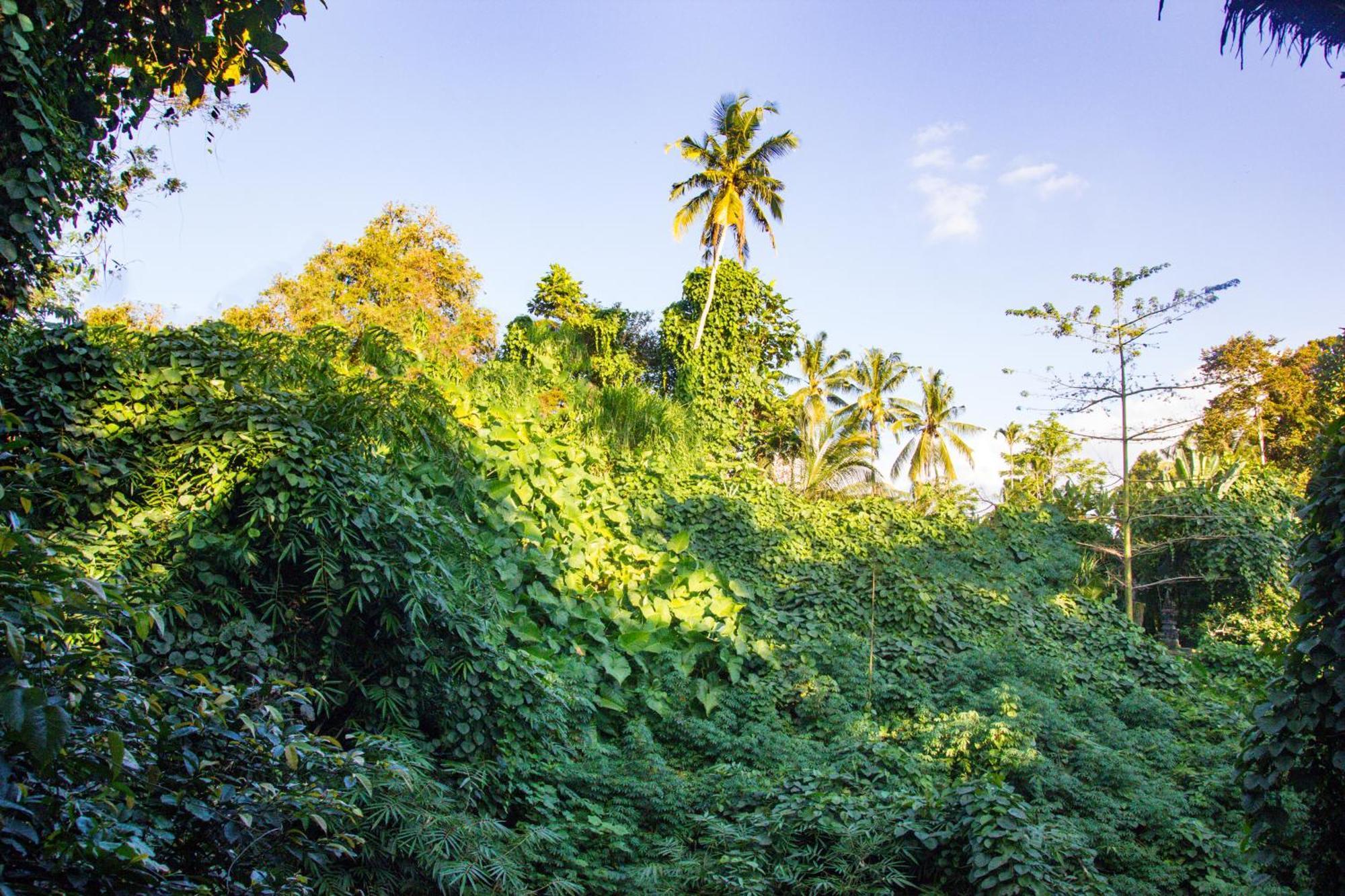 Parvati Retreat Bed & Breakfast Ubud (Bali)