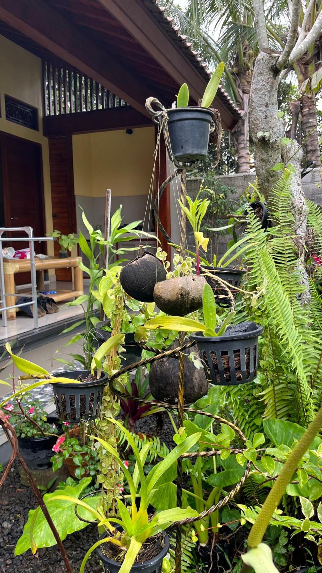 Bali Asli By Eps Guest house Ubud (Bali)