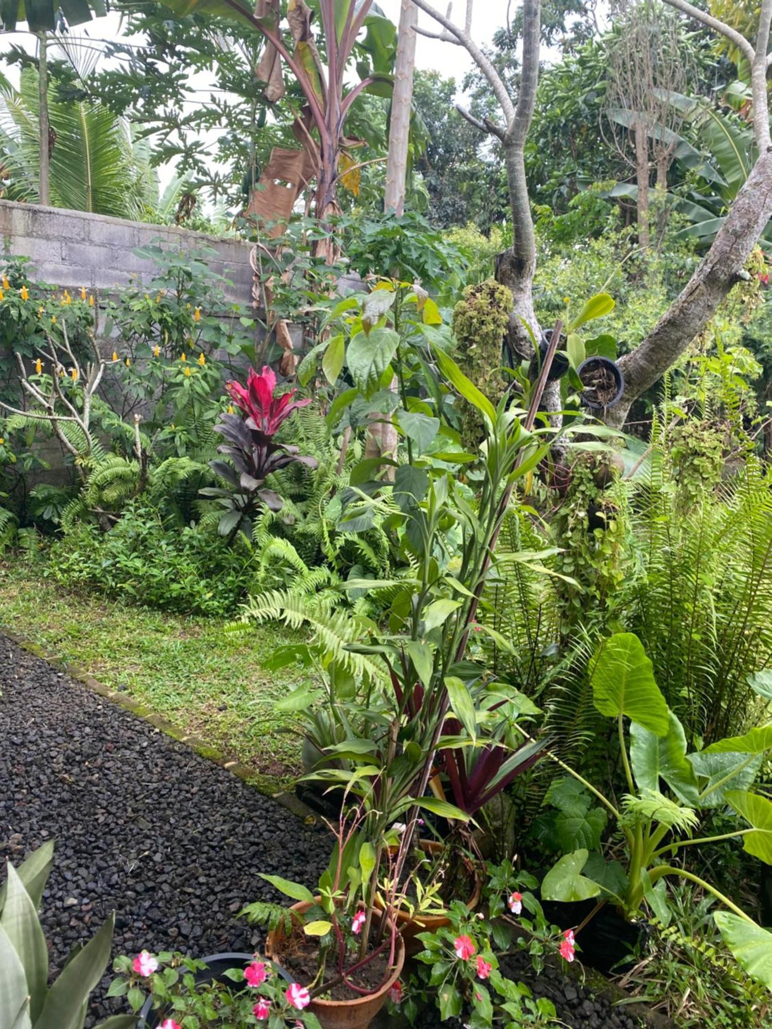 Bali Asli By Eps