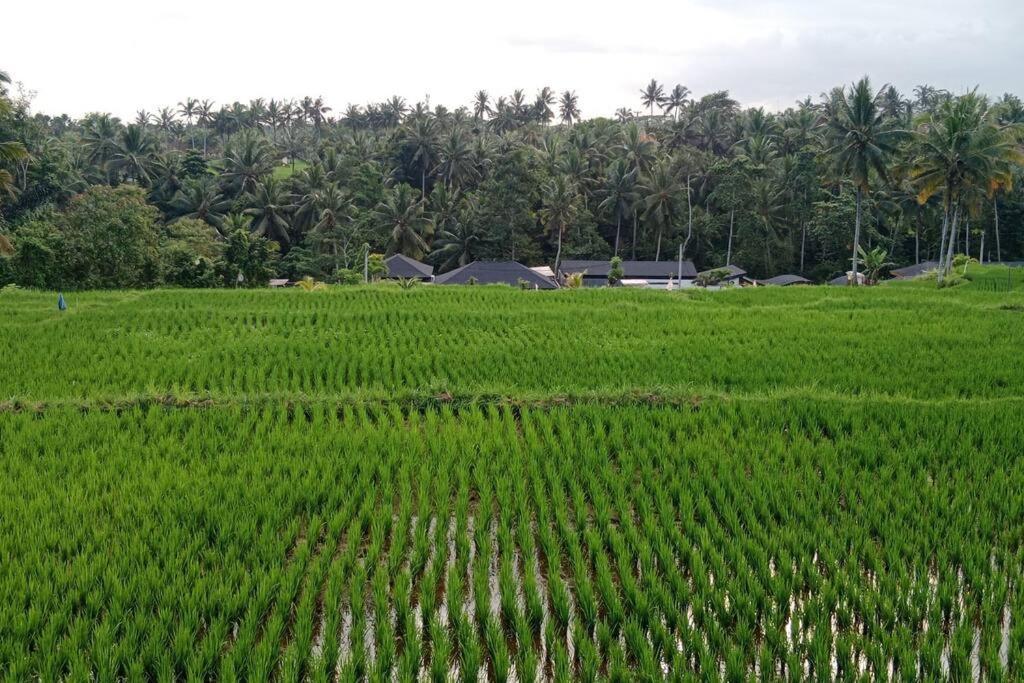 Villa Rice View *