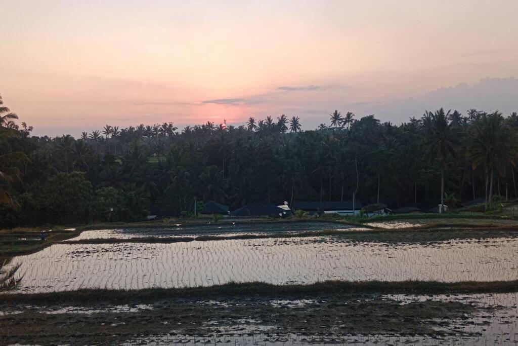 Rice View