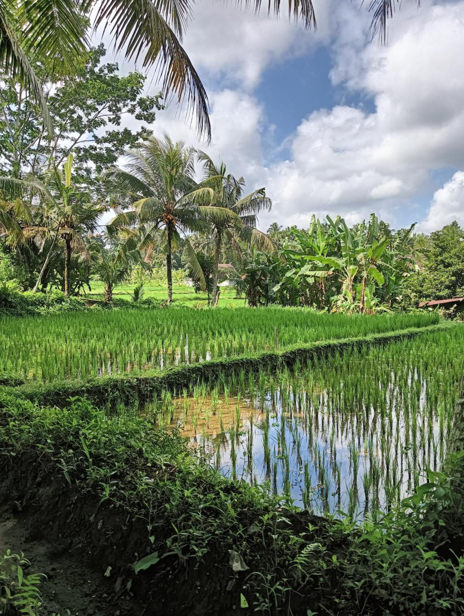 Lodge Rumah Guci Ubud