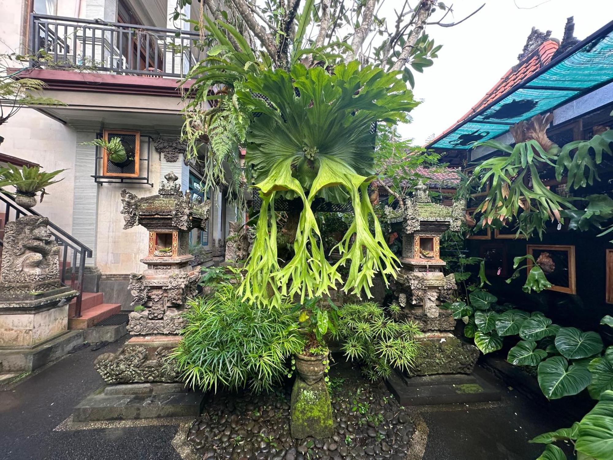 Guest house Naeera Ubud (Bali)