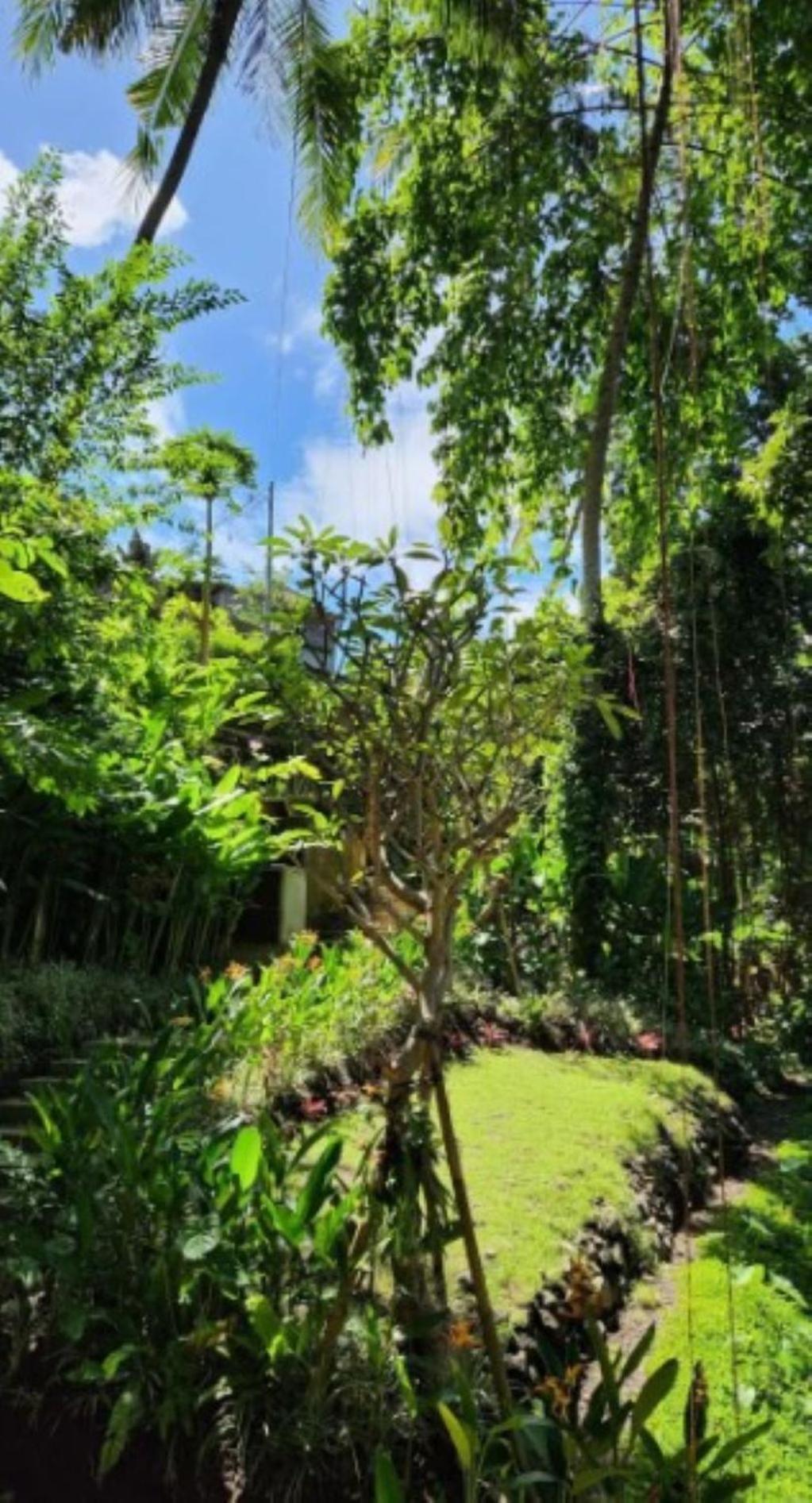Villa Sacred River & Jungle Ubud (Bali)