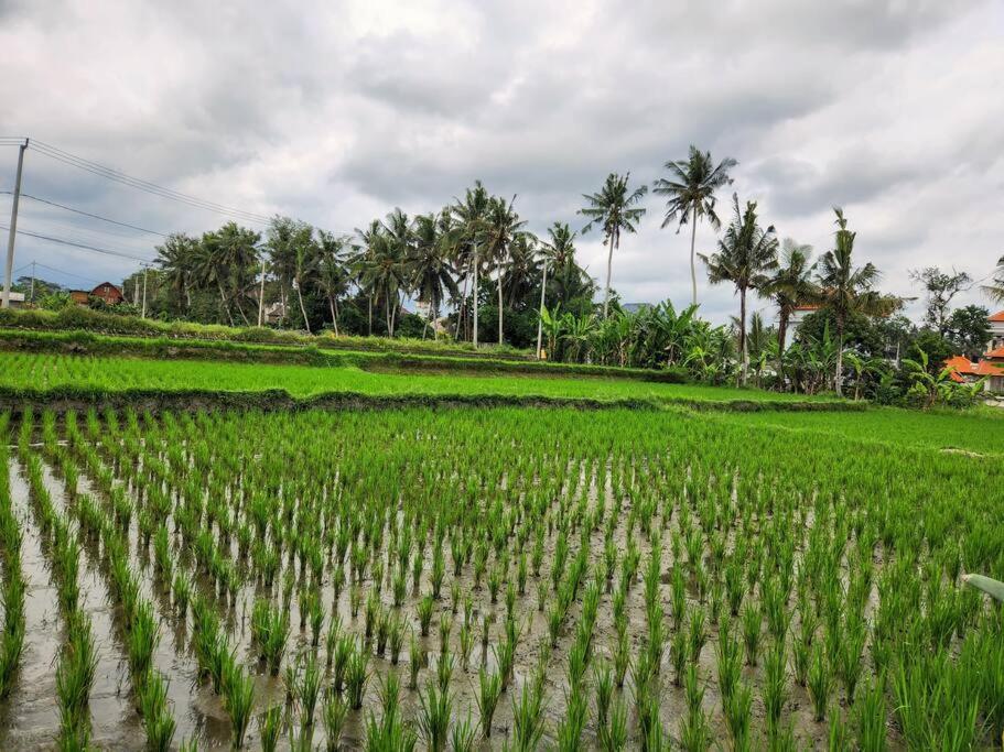 2 Private With 2 Pools For Larger Families Or Group Get Togethers * Ubud (Bali)