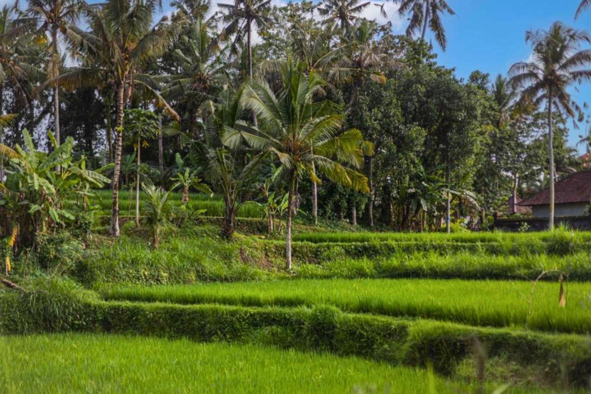 Nandanaa 1 Bedroom With Garden View Zn246