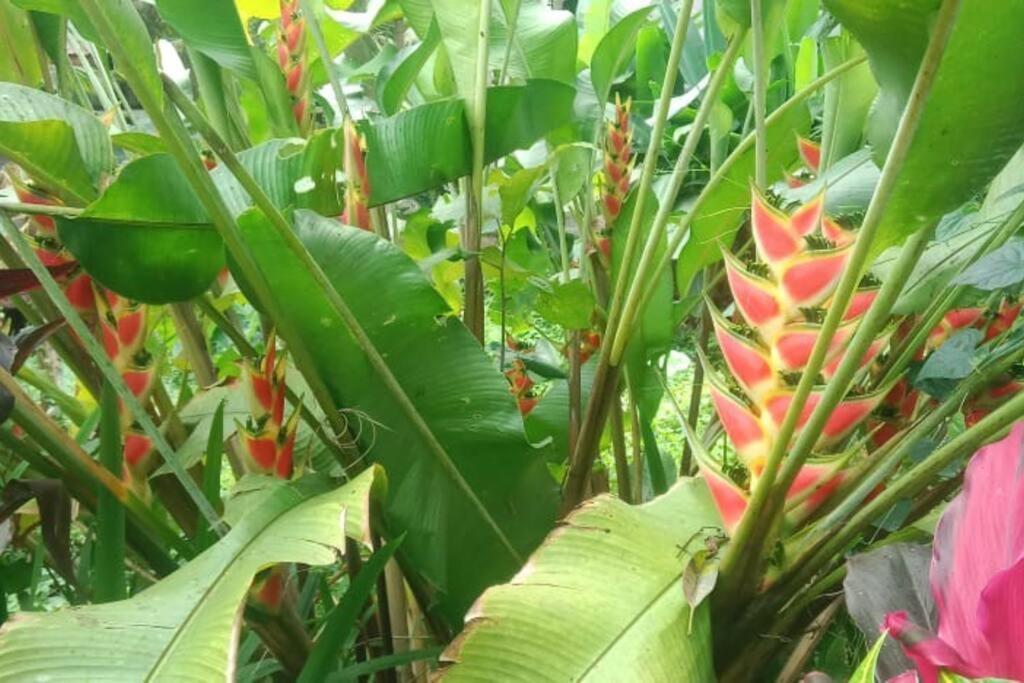 Desaka Bisma * Ubud (Bali)