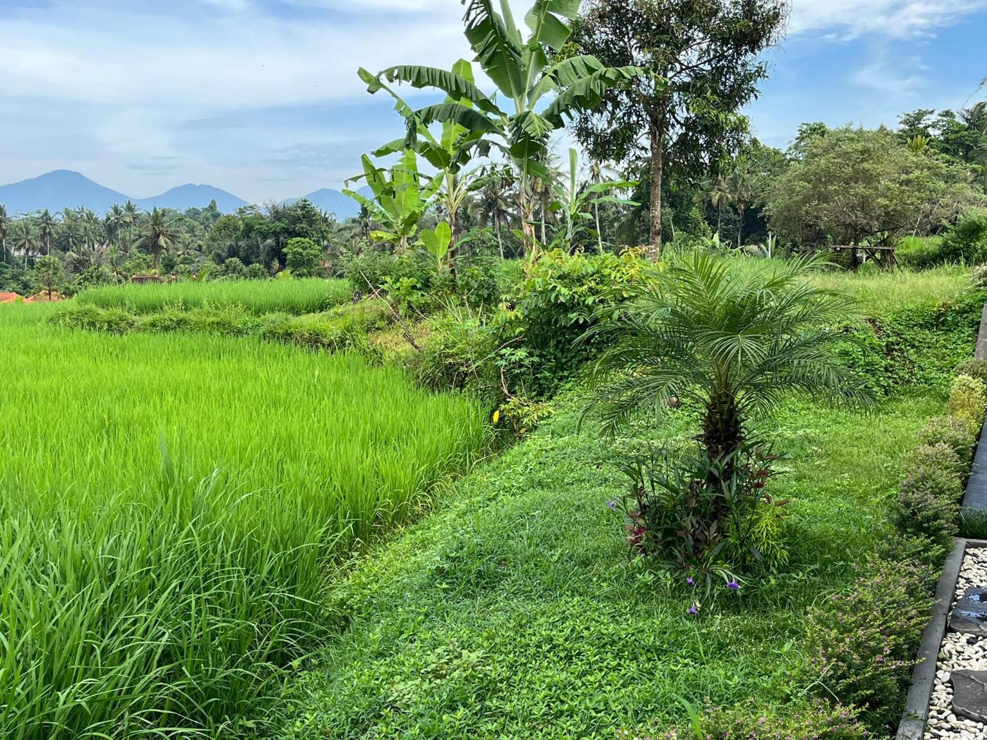 Maple Ridge Pousada Ubud
