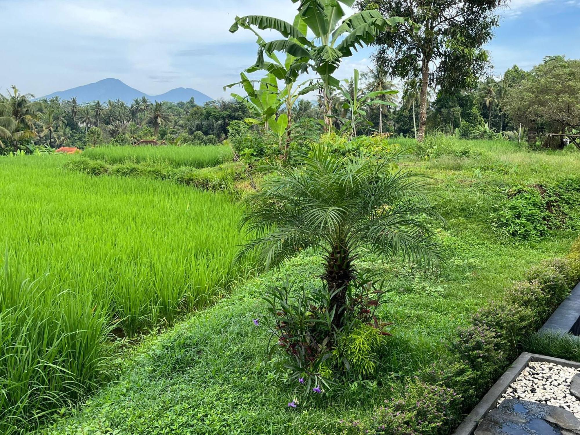 Maple Ridge Ubud