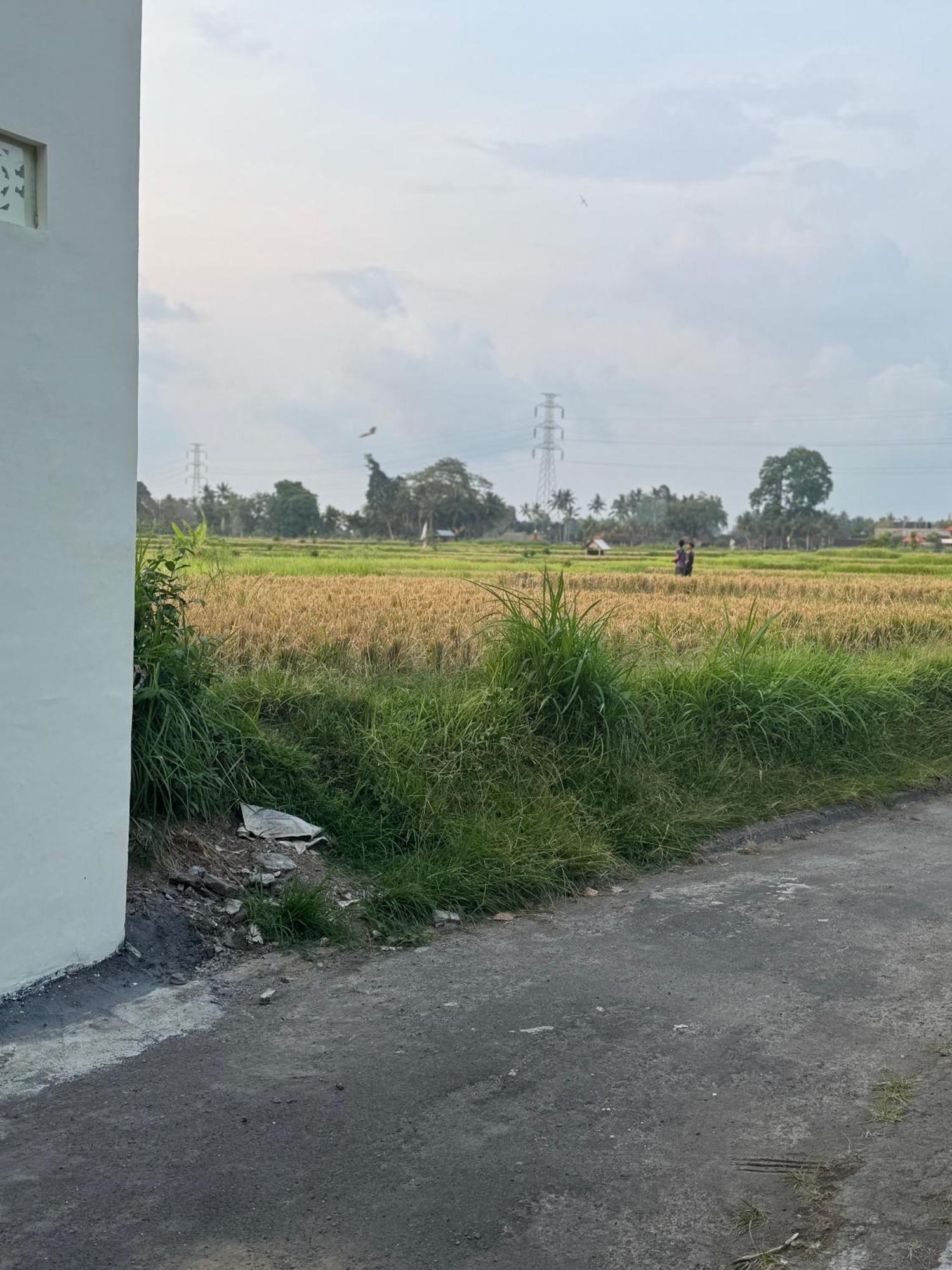 D Mawang