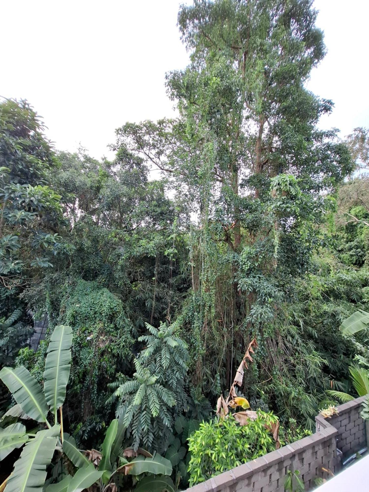 Guest house Palm House
