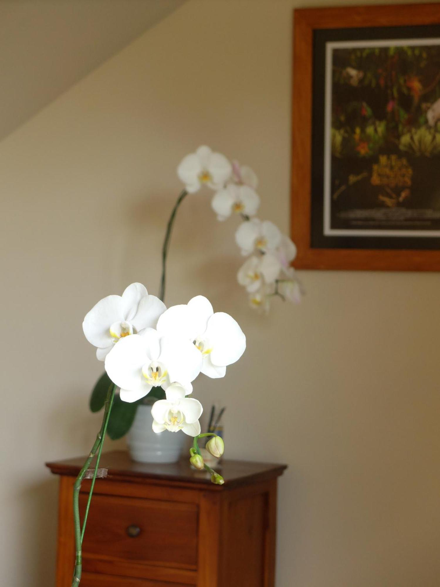 Orchid View Villa, 1bed Large Pool Near *