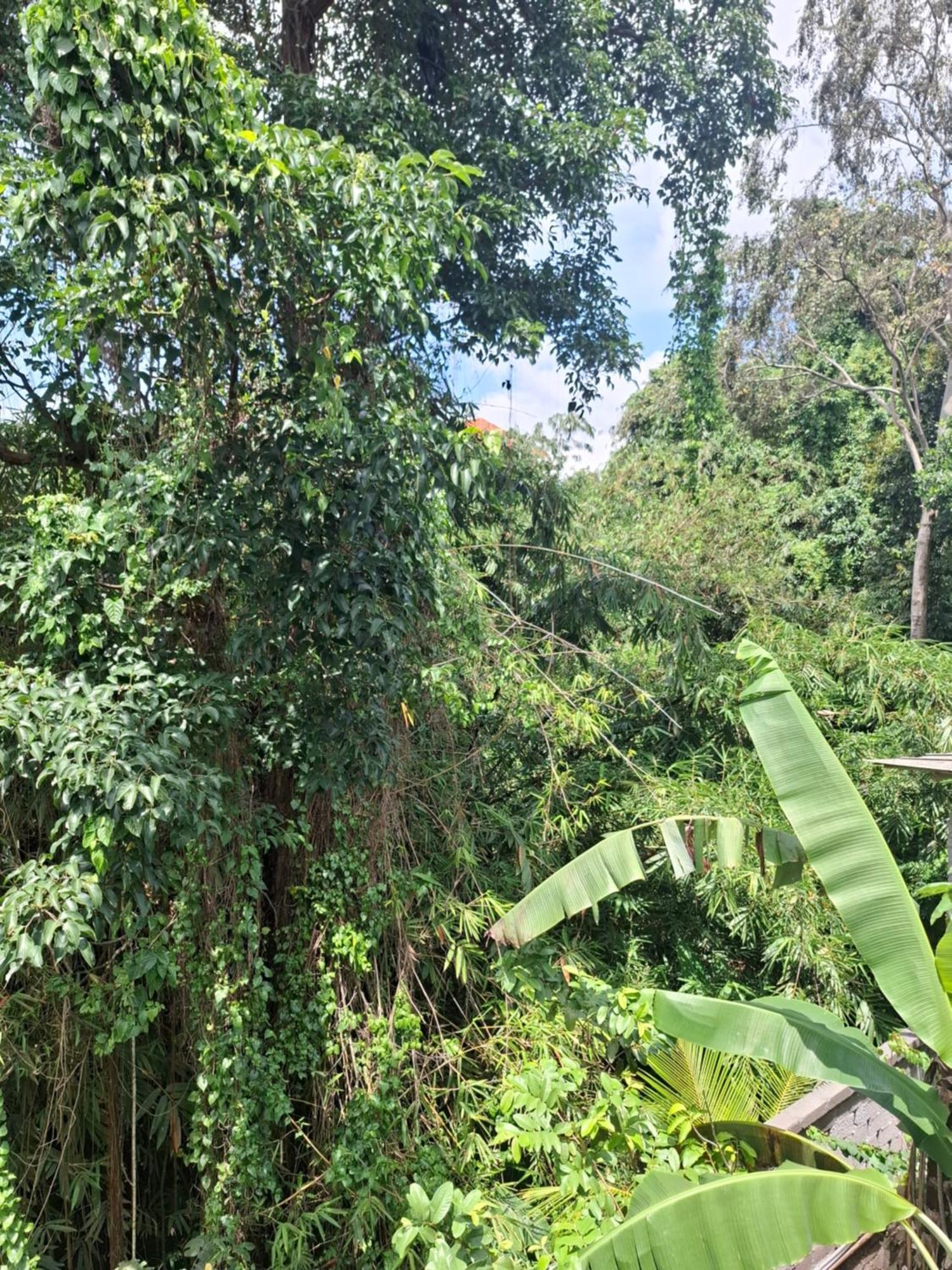 Guest house Palm House Ubud (Bali)