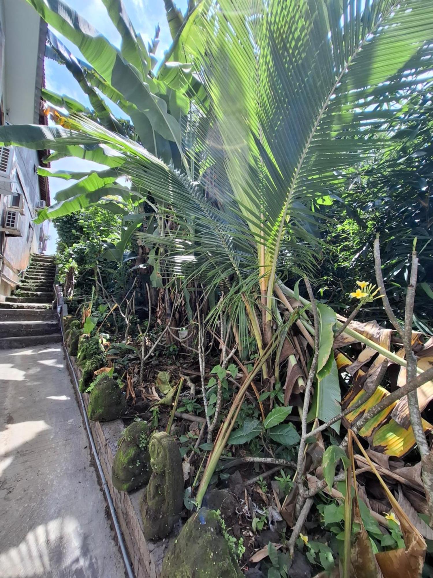 Palm House Ubud (Bali)