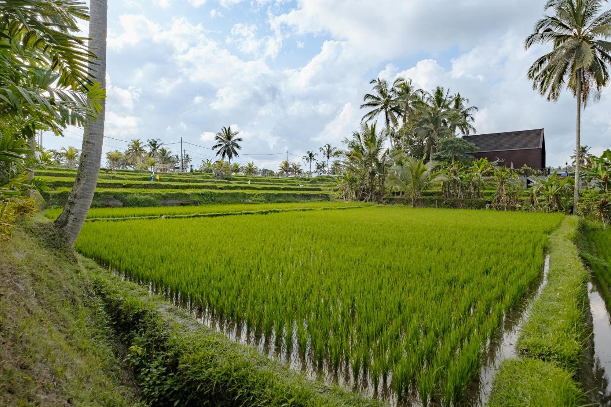 Dania Cinta Ubud