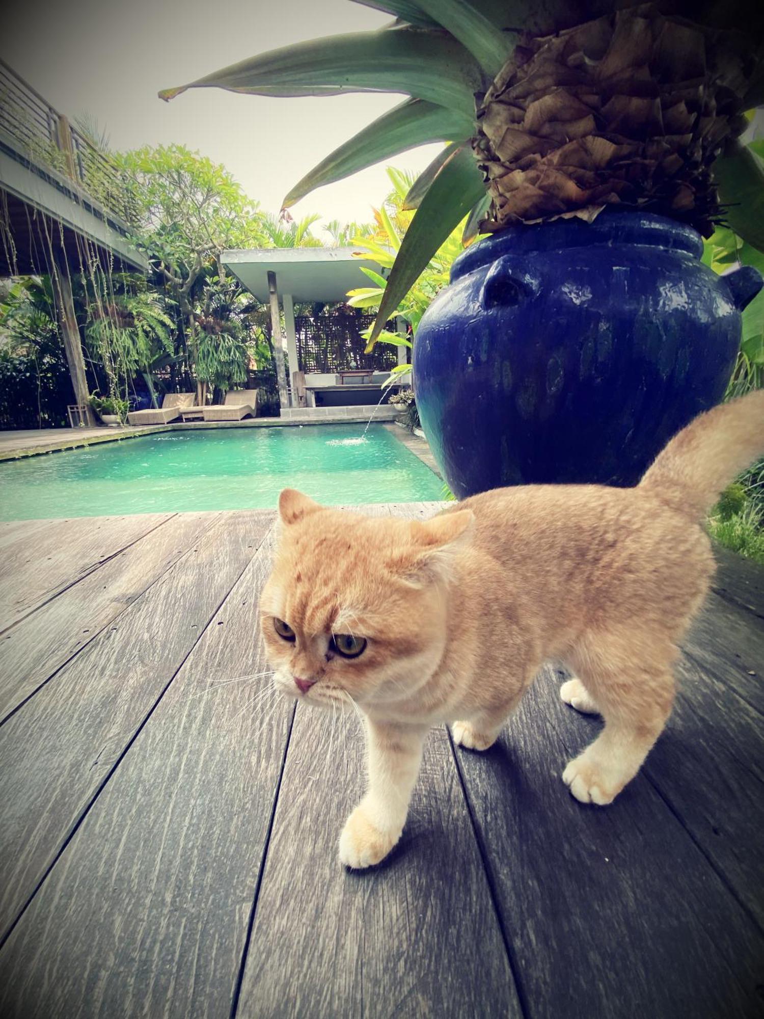 Villa Alchemist House 烏布煉金師之屋 Ubud (Bali)