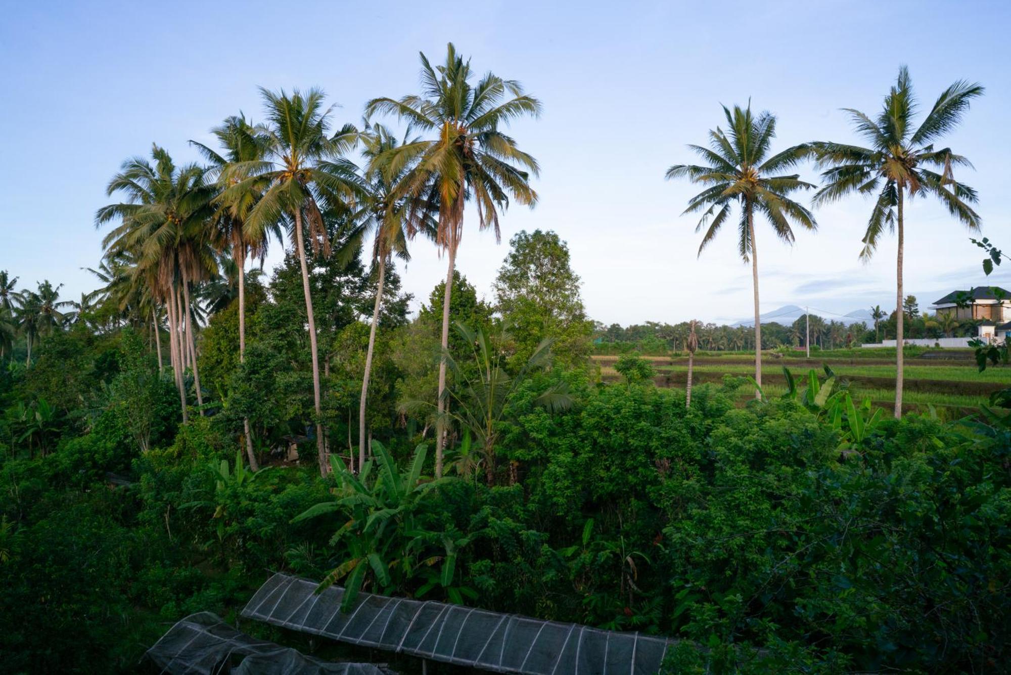 Karang Lila Bhuana 3* Ubud