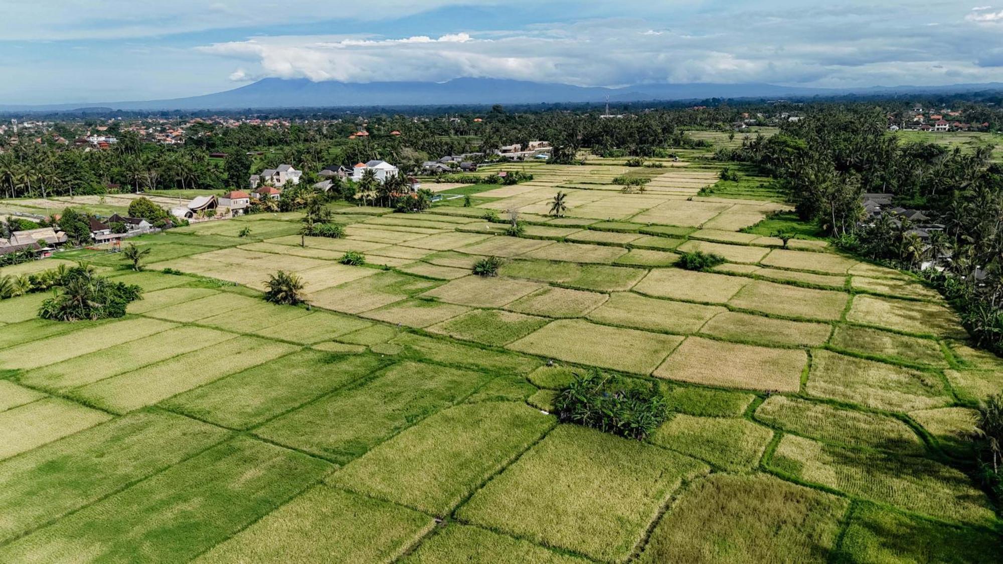Weda Lodge Ubud (Bali)