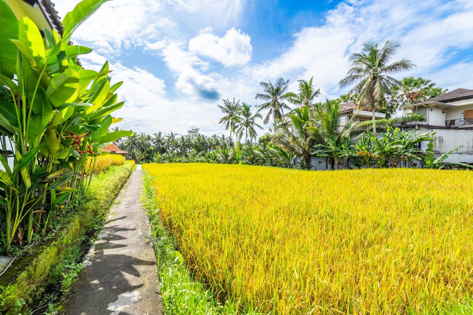 Rice Field Villa Ubud (Bali)