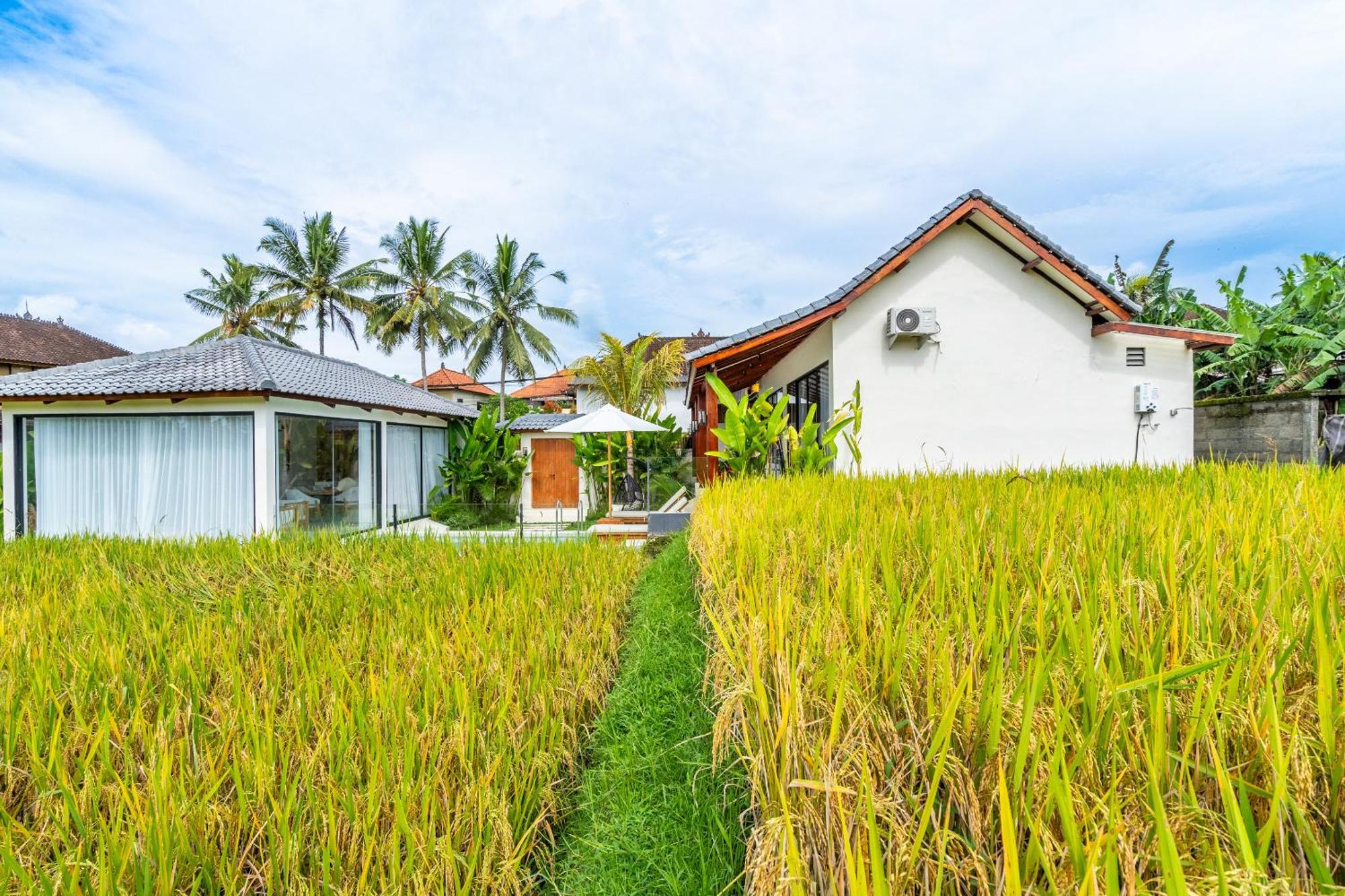 Rice Field Ubud (Bali)