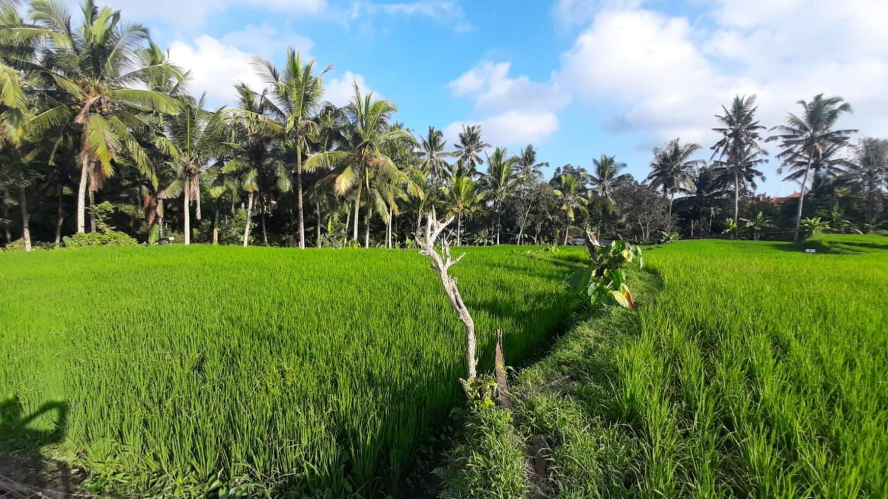 As I Am Retreat 4* Ubud